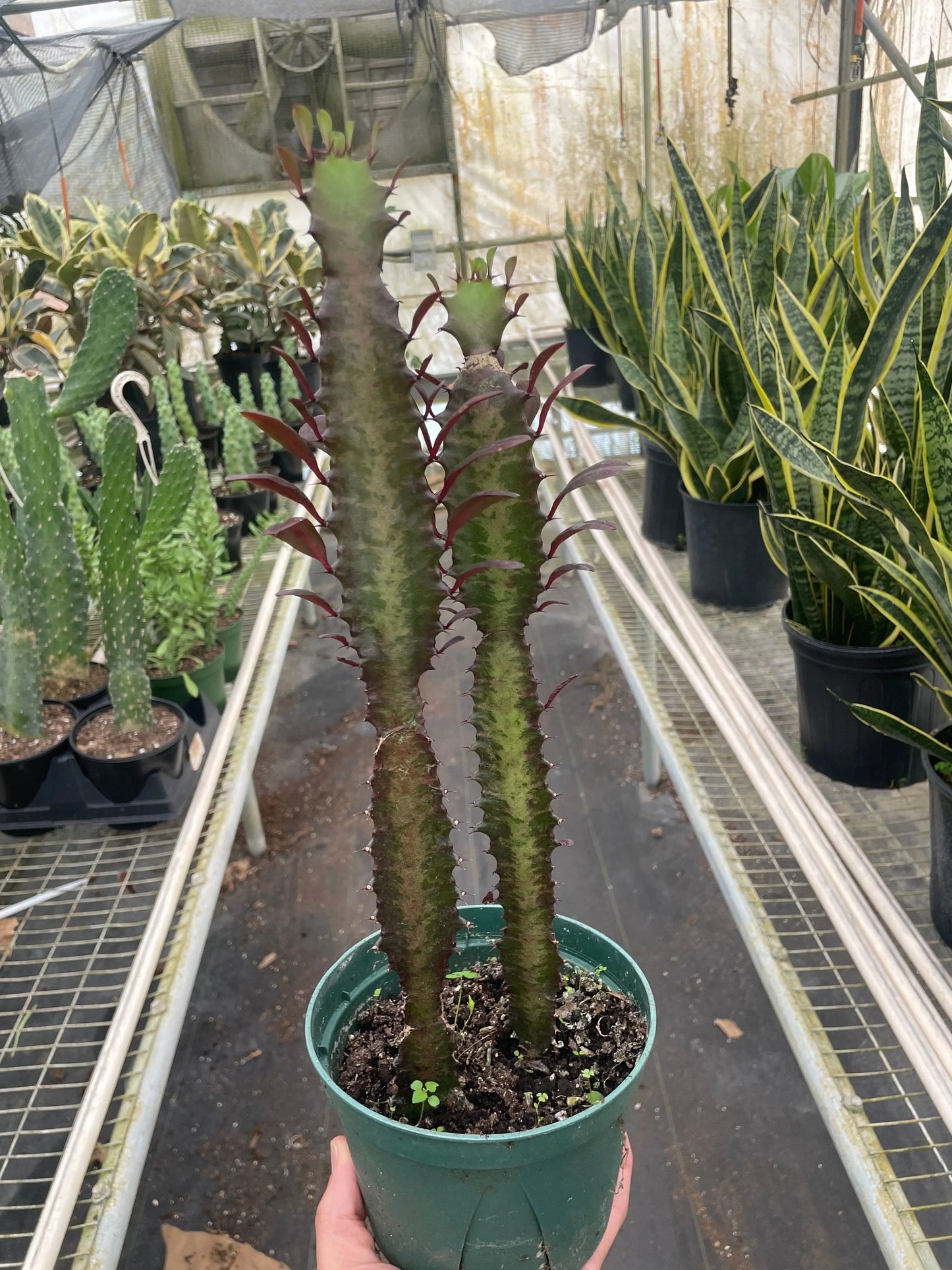 Succulent Euphorbia 'Trigona Rubra' House Plant Dropship Botani Haven
