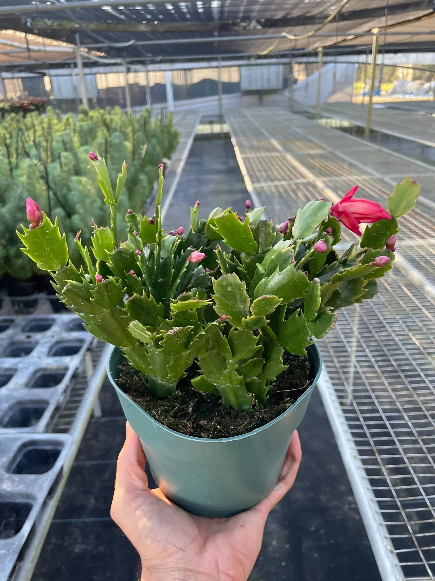 Zygocactus 'Christmas Cactus' House Plant Dropship Botani Haven