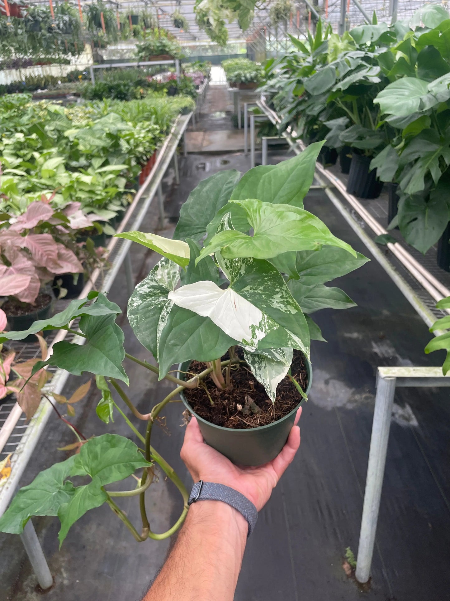 Syngonium 'Albo' House Plant Dropship Botani Haven