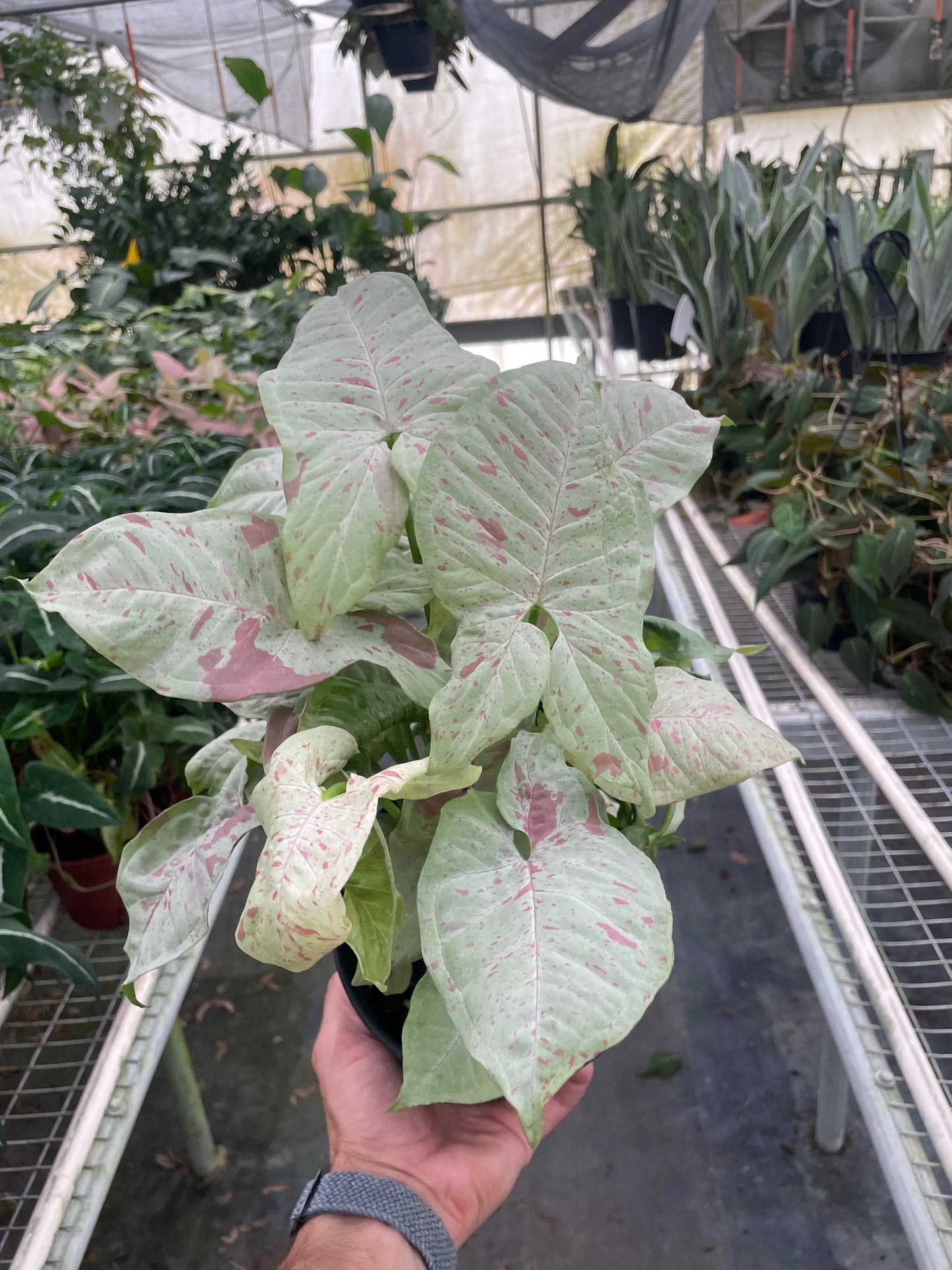 Syngonium 'Milk Confetti' House Plant Dropship Botani Haven