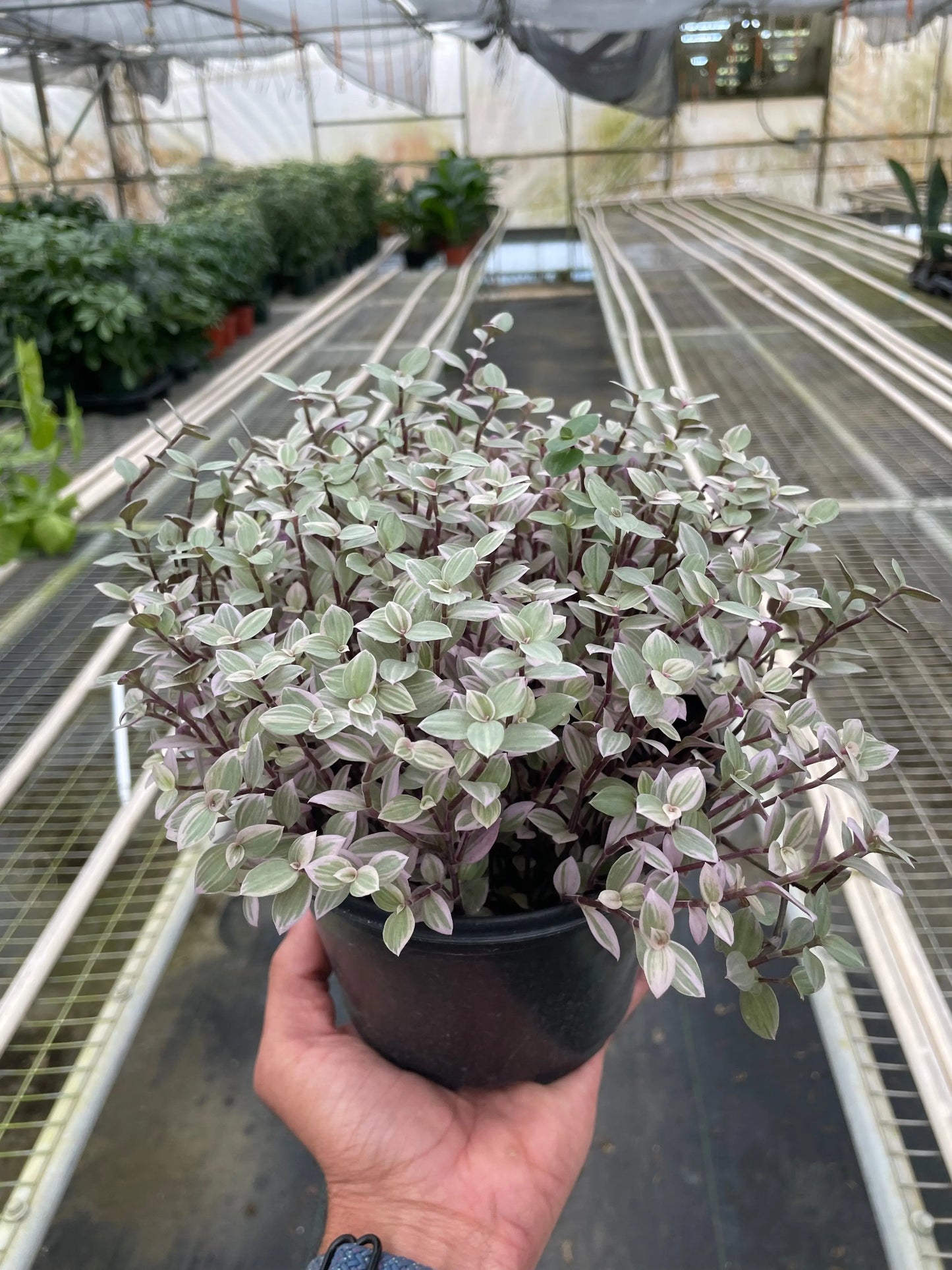 Tradescantia Callisia 'Pink Panther' House Plant Dropship Botani Haven