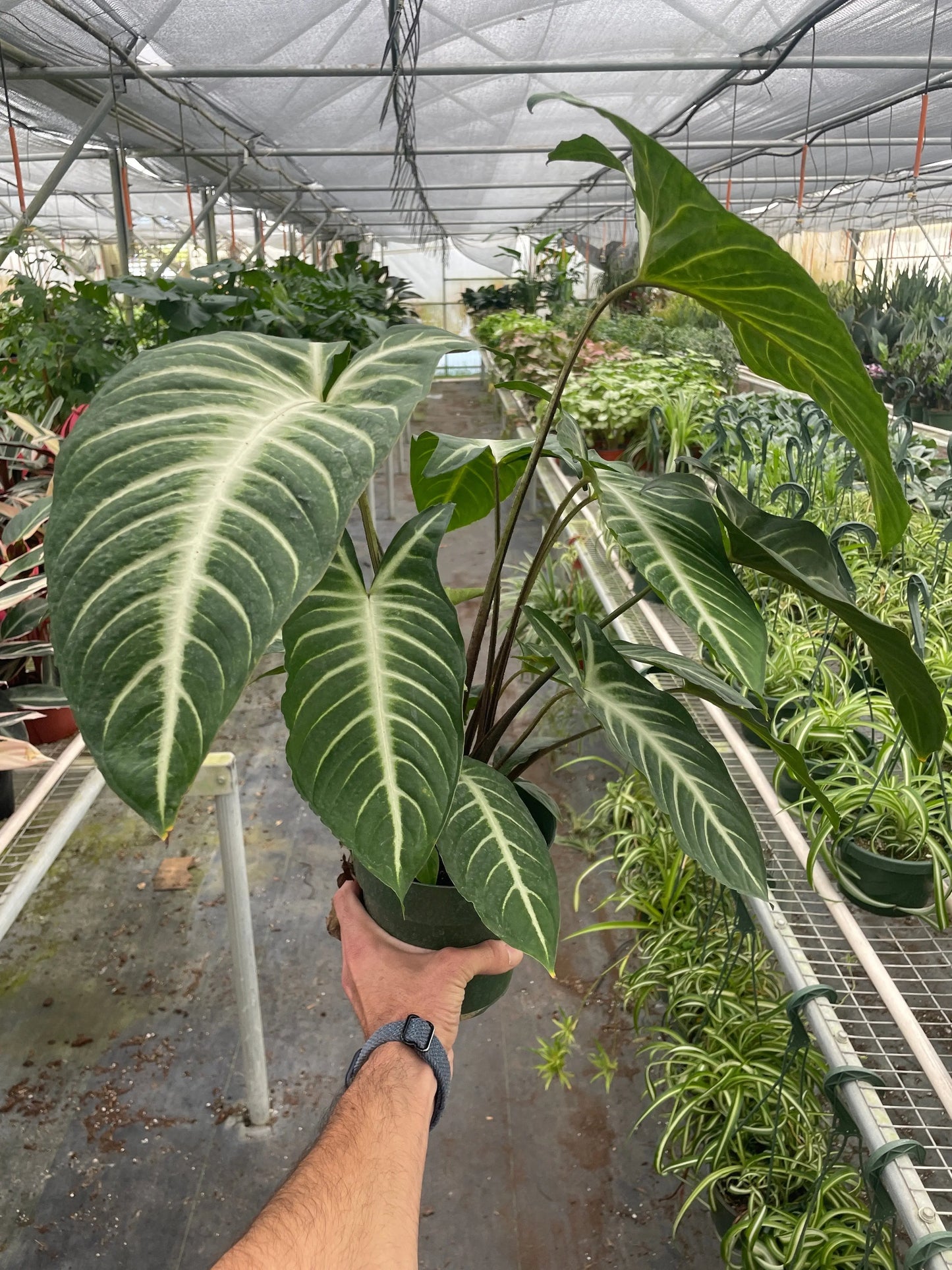 Xanthosoma 'Lendenii' House Plant Dropship Botani Haven