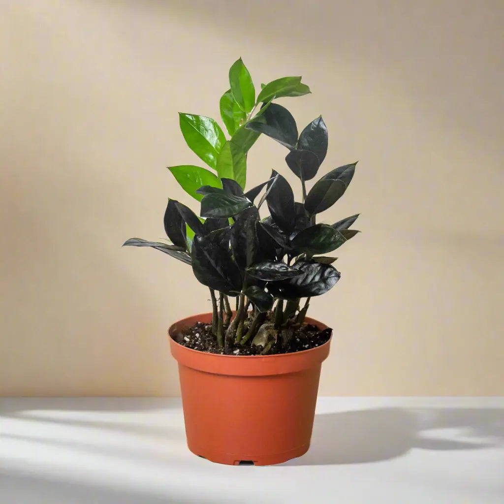 Zamioculcas 'Black Queen' ZZ Plant House Plant Dropship Botani Haven