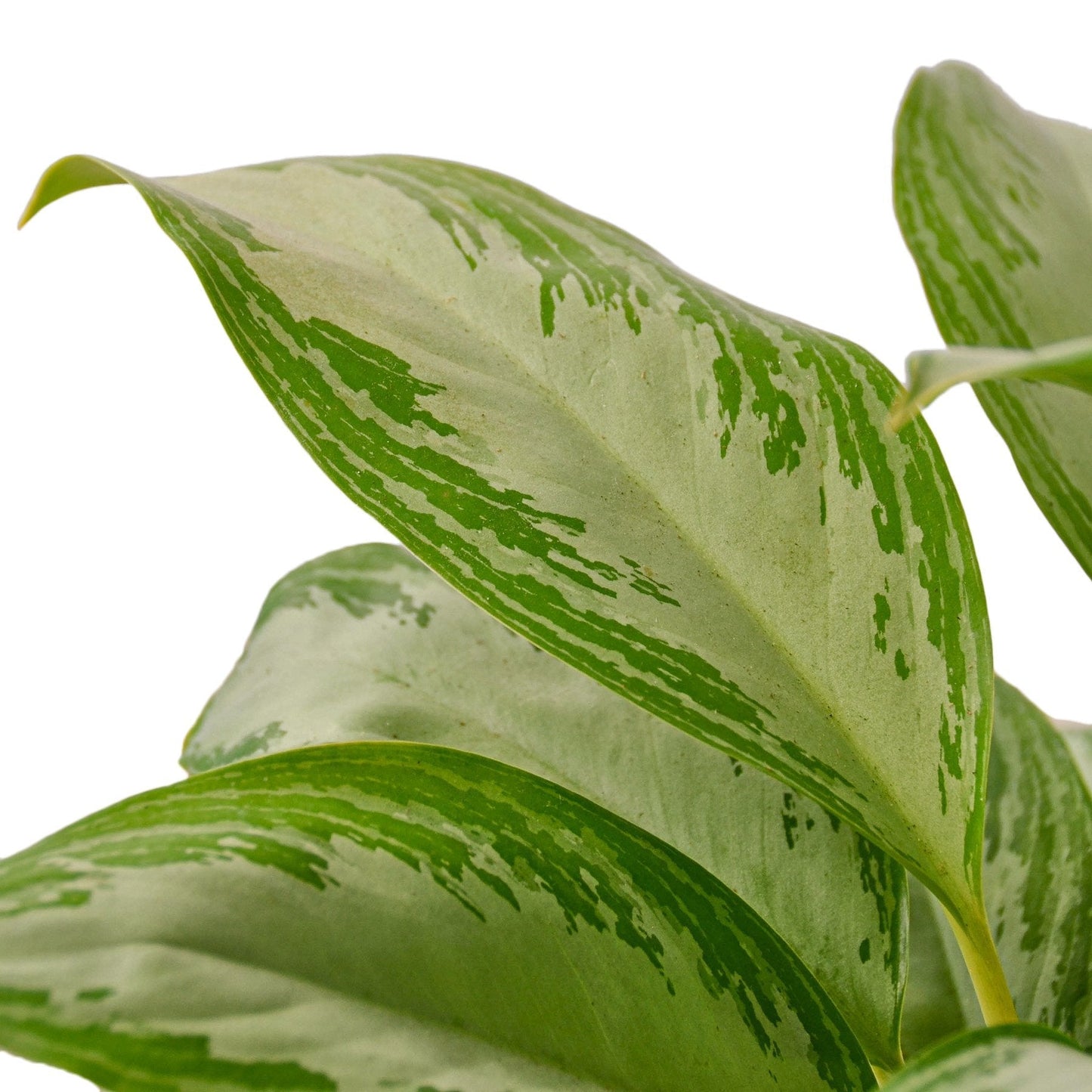 Chinese Evergreen 'Silver Bay' House Plant Dropship Botani Haven
