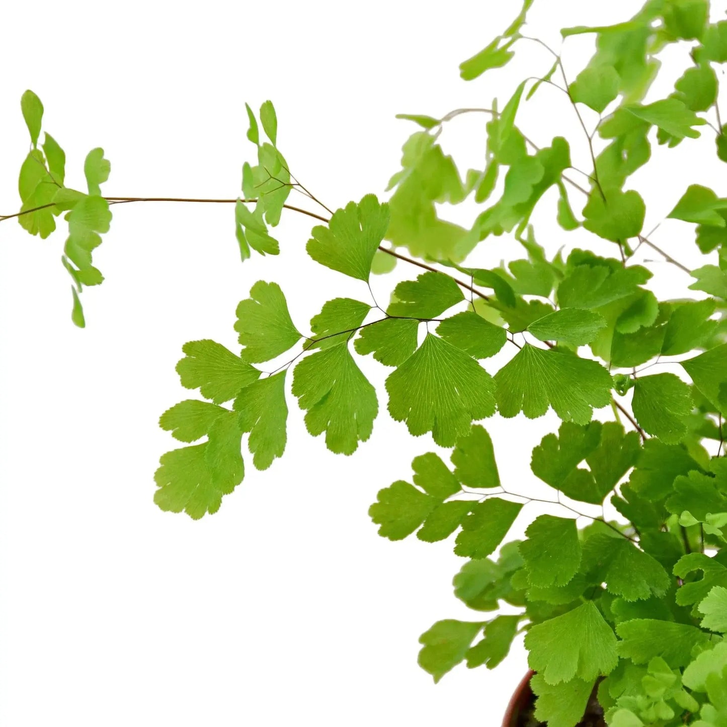 Fern 'Maidenhair' House Plant Dropship Botani Haven