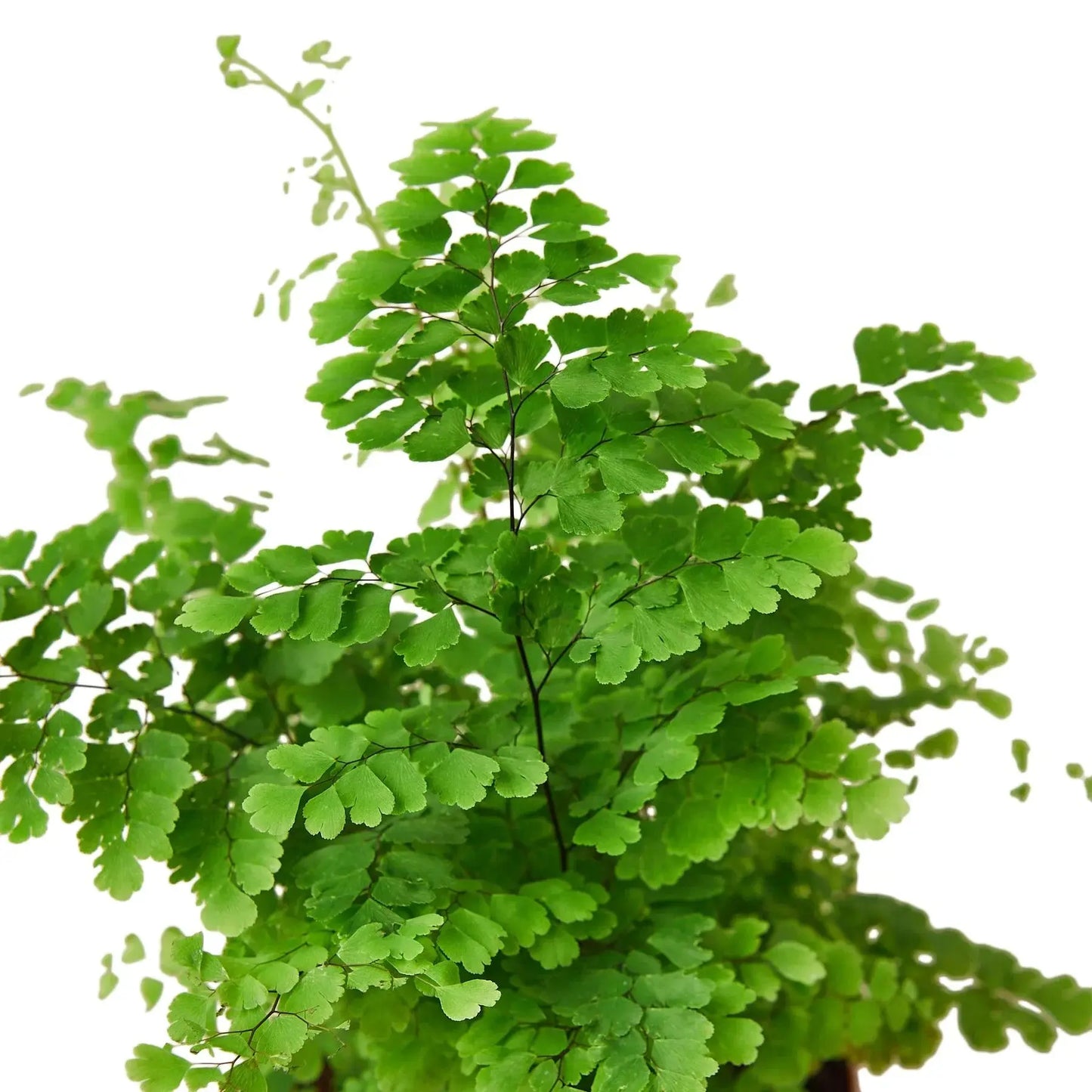 Fern 'Maidenhair' House Plant Dropship Botani Haven