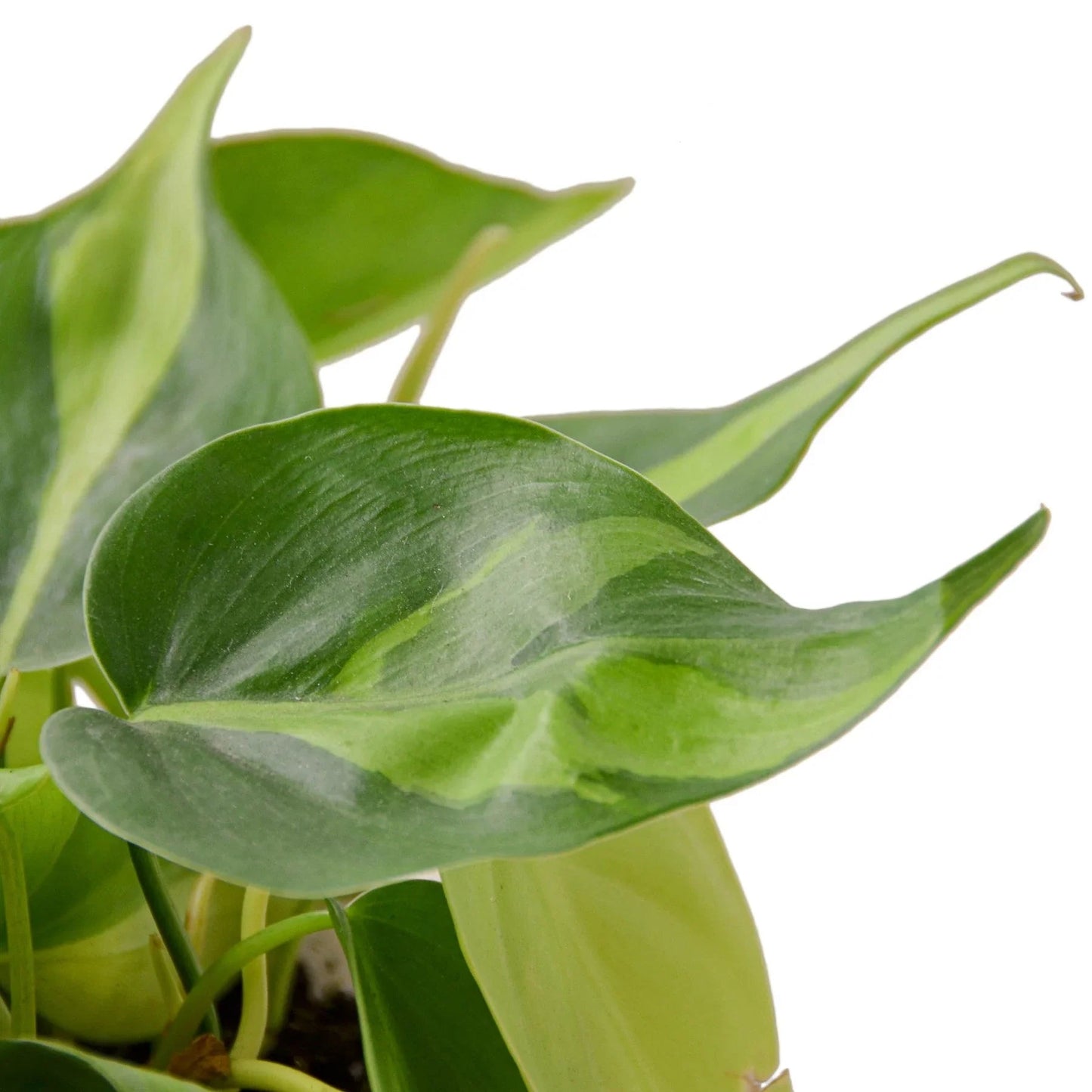Philodendron 'Brasil' House Plant Dropship Botani Haven