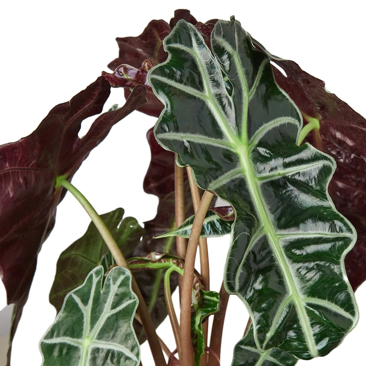 Alocasia Polly 'African Mask' House Plant Dropship Botani Haven