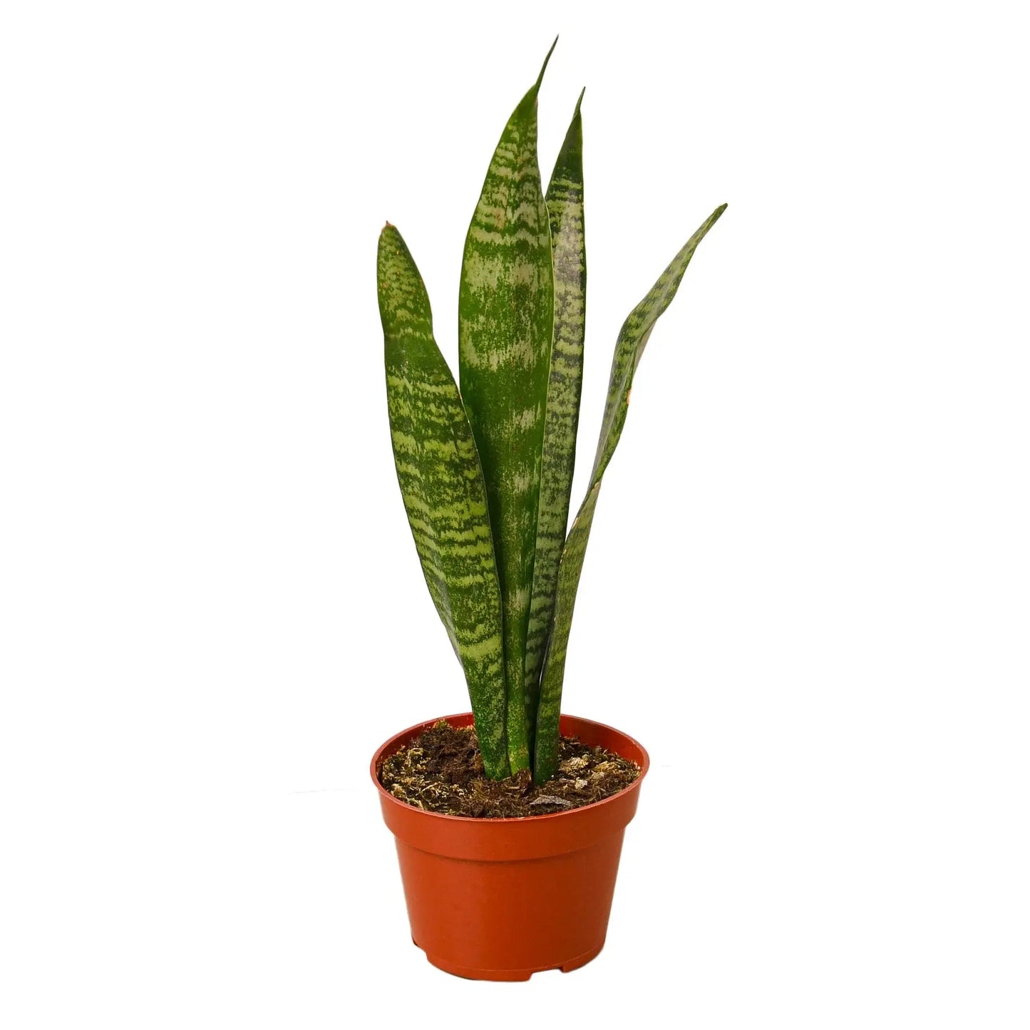Snake Plant 'Zeylanica' House Plant Dropship Botani Haven