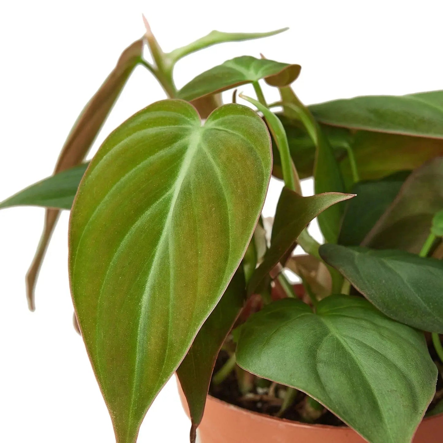 Philodendron 'Velvet' House Plant Dropship Botani Haven