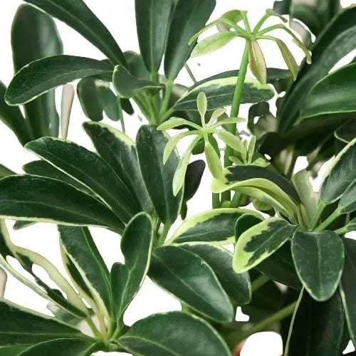 Schefflera Moonlight 'Umbrella Plant' House Plant Dropship Botani Haven