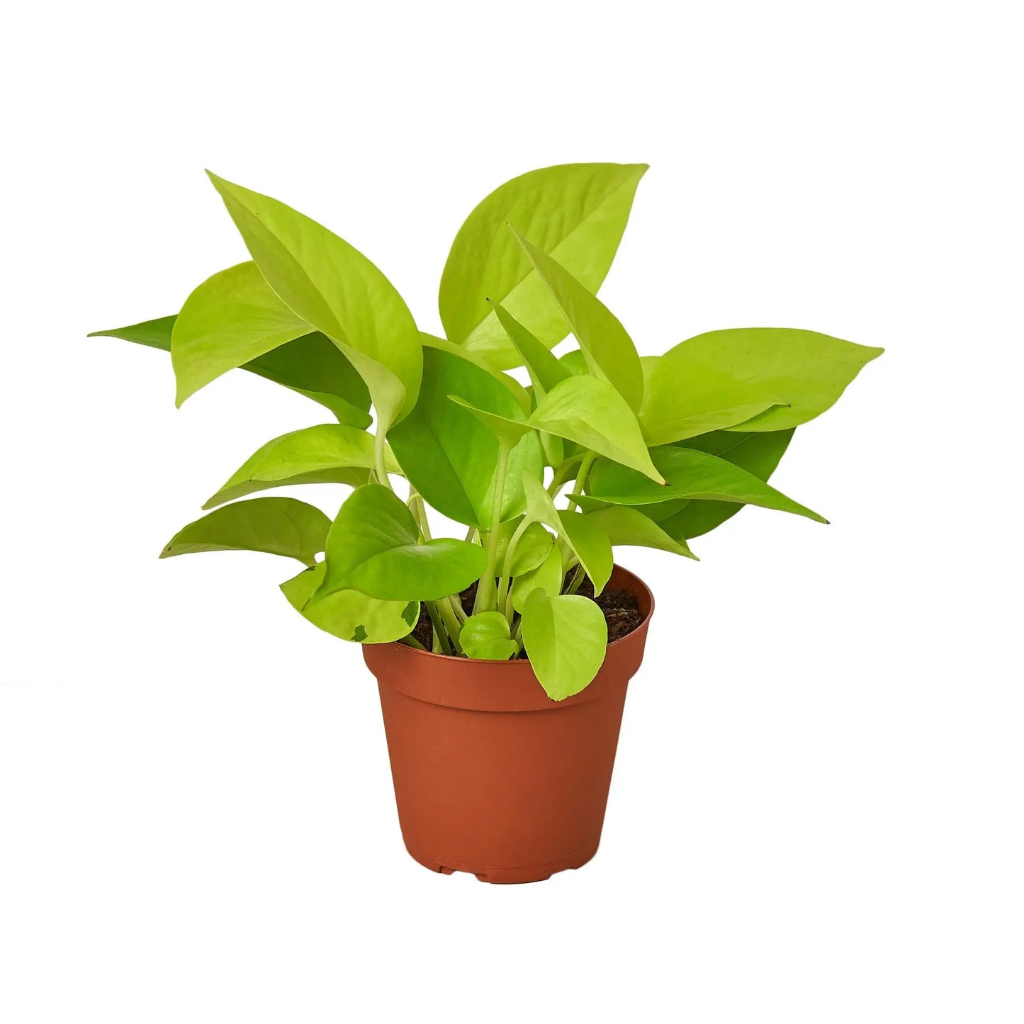 Pothos 'Neon' House Plant Dropship Botani Haven