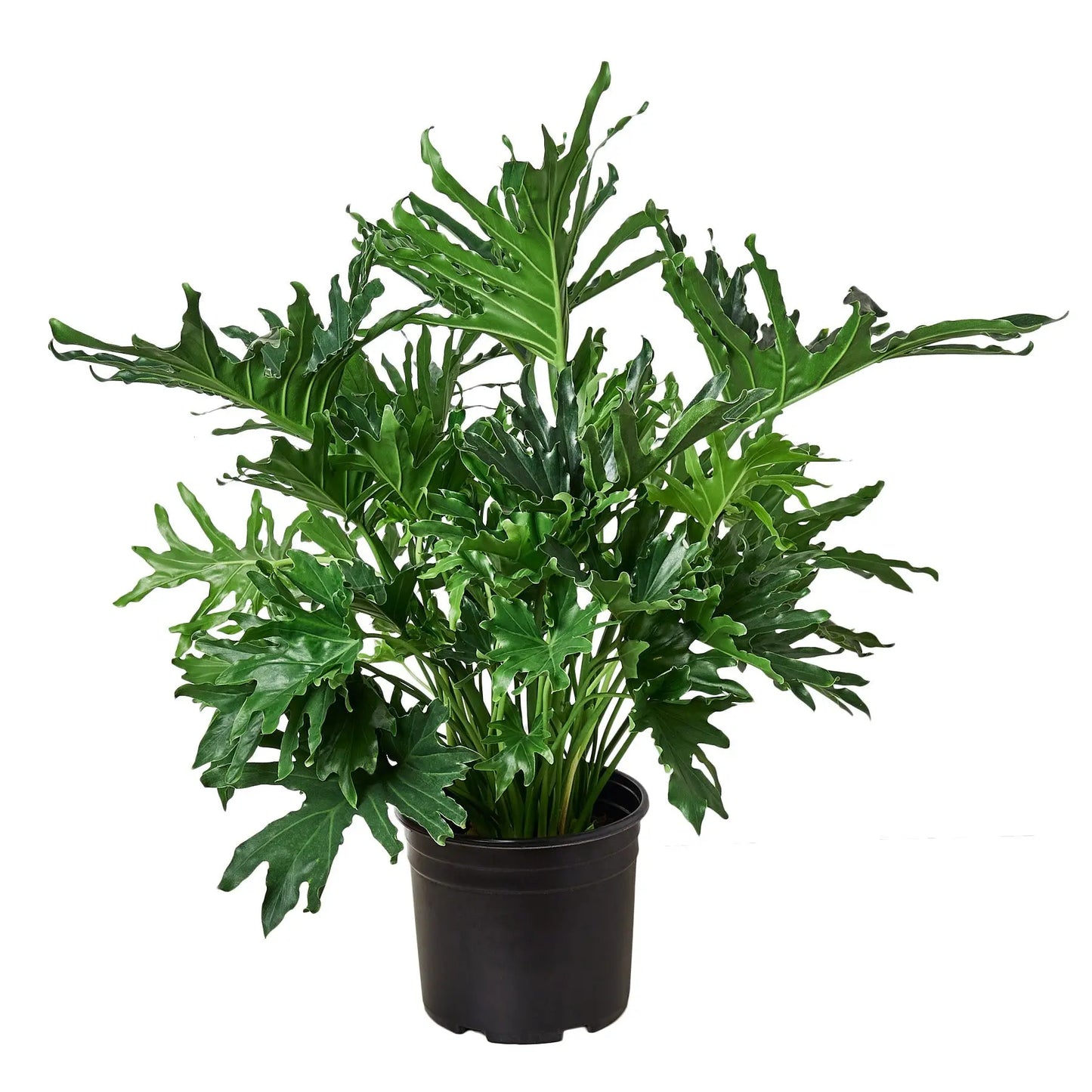 Philodendron ‘Lickety Split' House Plant Dropship Botani Haven