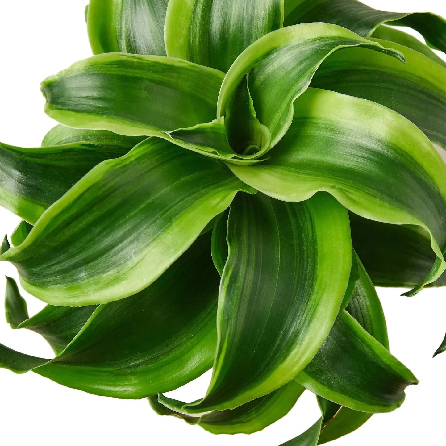 Dracaena 'Tornado' House Plant Dropship Botani Haven