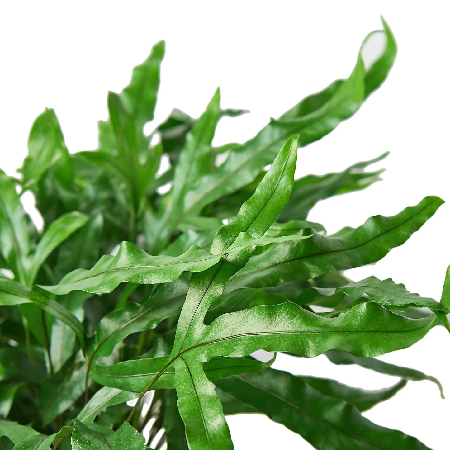 Fern 'Kangaroo Paw' House Plant Dropship Botani Haven