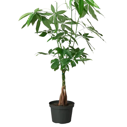Money Tree 'Guiana Chestnut' Pachira Braid House Plant Dropship Botani Haven