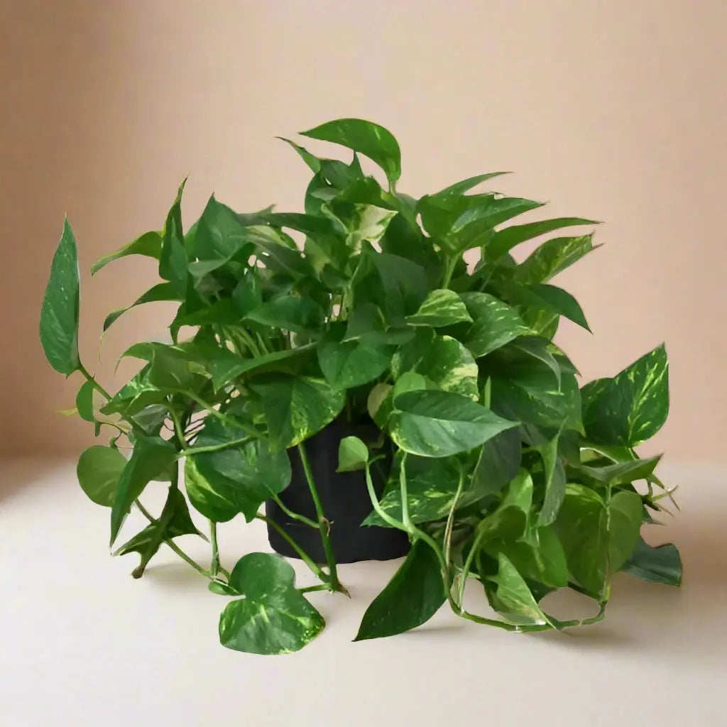 Pothos 'Golden' House Plant Dropship Botani Haven