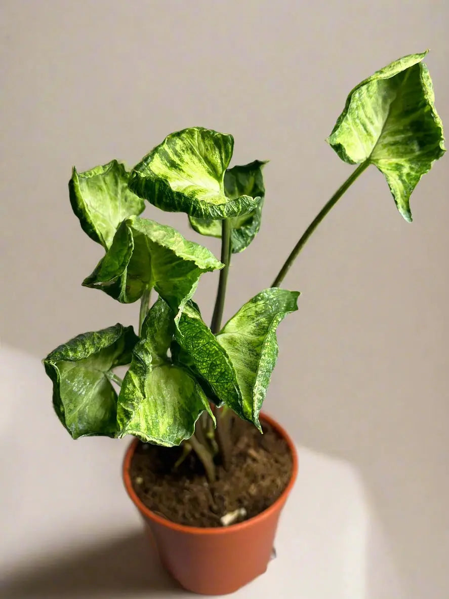 Syngonium 'Godzilla' House Plant Dropship Botani Haven