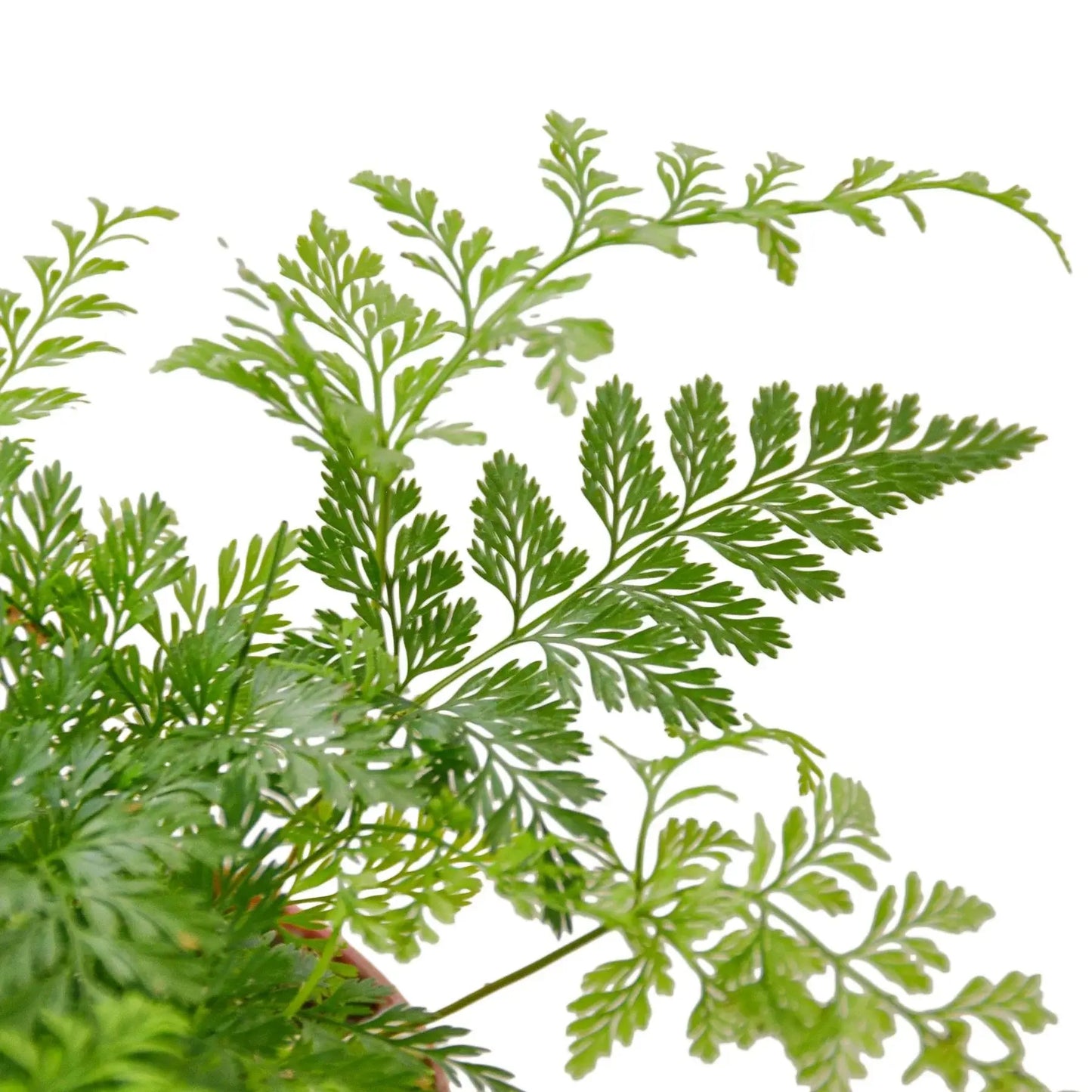 Fern 'Rabbit's Foot' House Plant Dropship Botani Haven