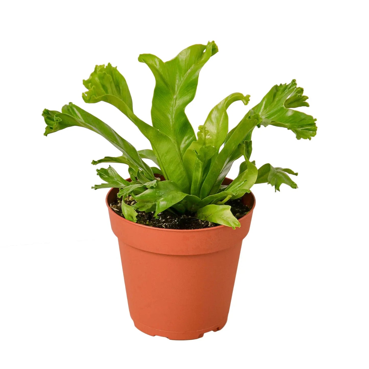 Fern 'Bird’s Nest Leslie' House Plant Dropship Botani Haven