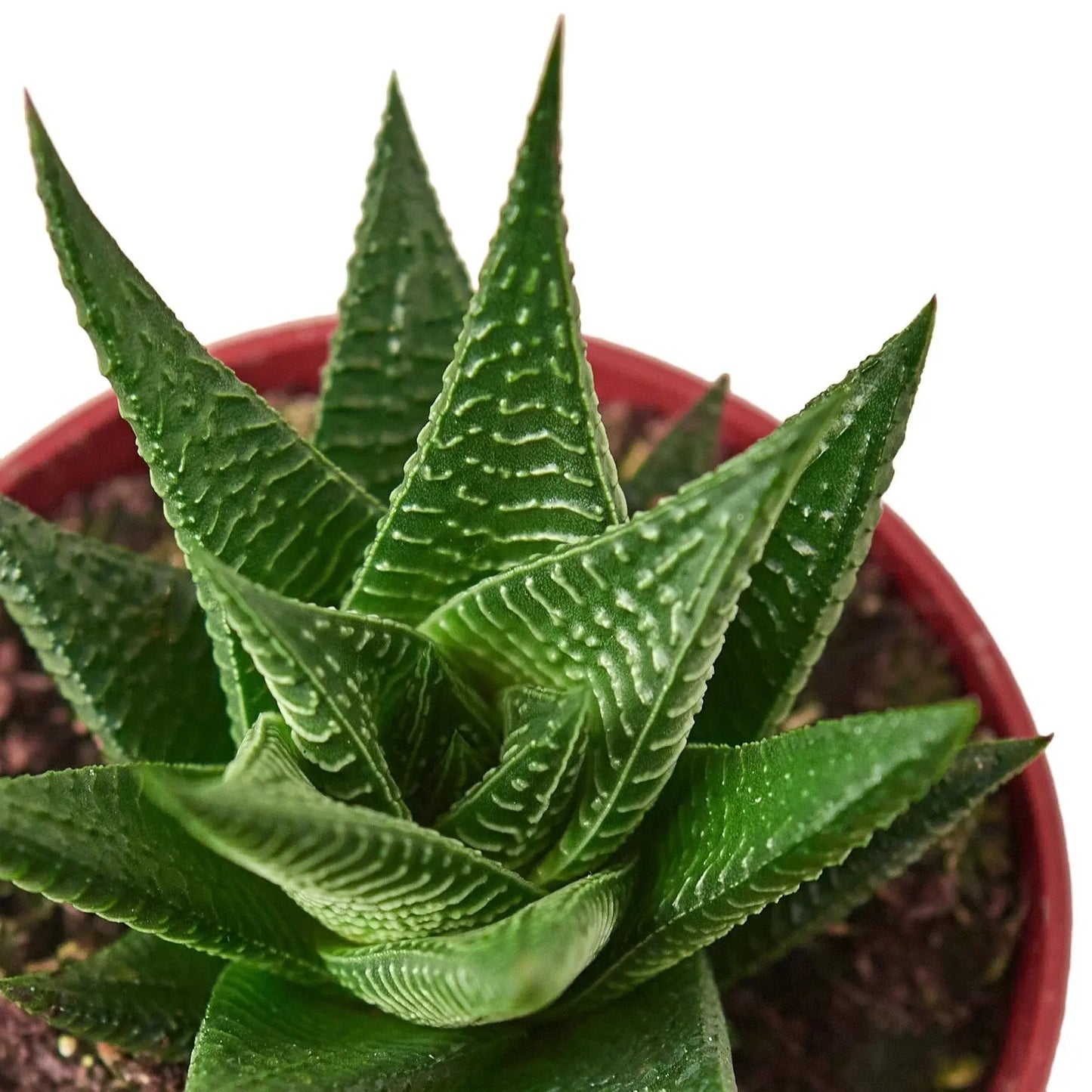Haworthia 'Fairy Washboard' House Plant Dropship Botani Haven