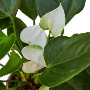 Anthurium 'White' House Plant Dropship Botani Haven