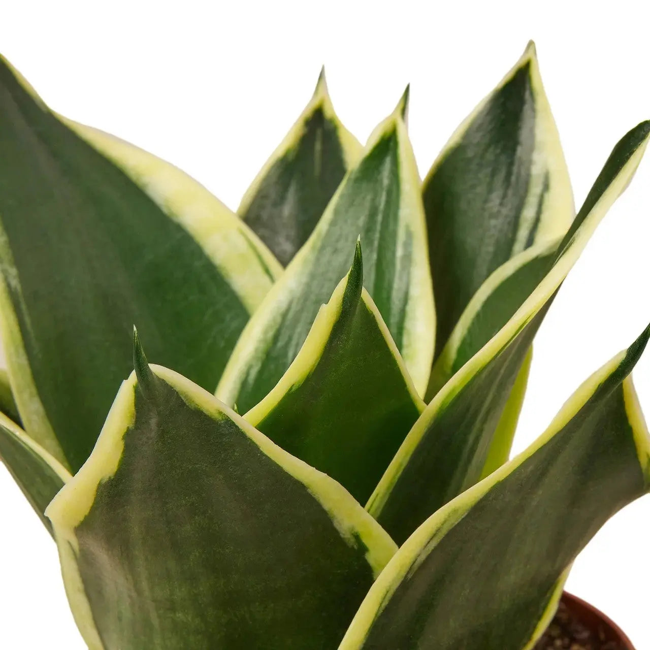Snake Plant 'Black Gold' House Plant Dropship Botani Haven