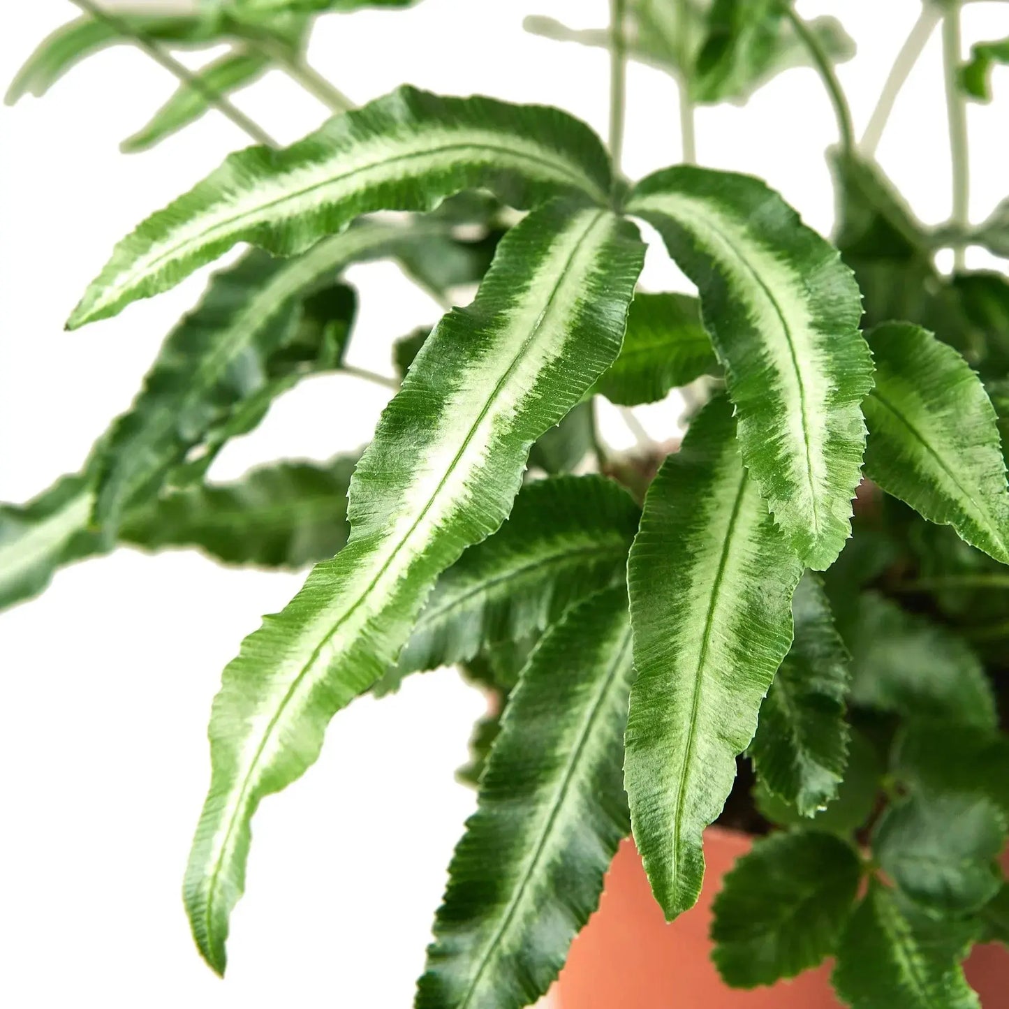 Pteris Cretica 'Albo Fern' House Plant Dropship Botani Haven