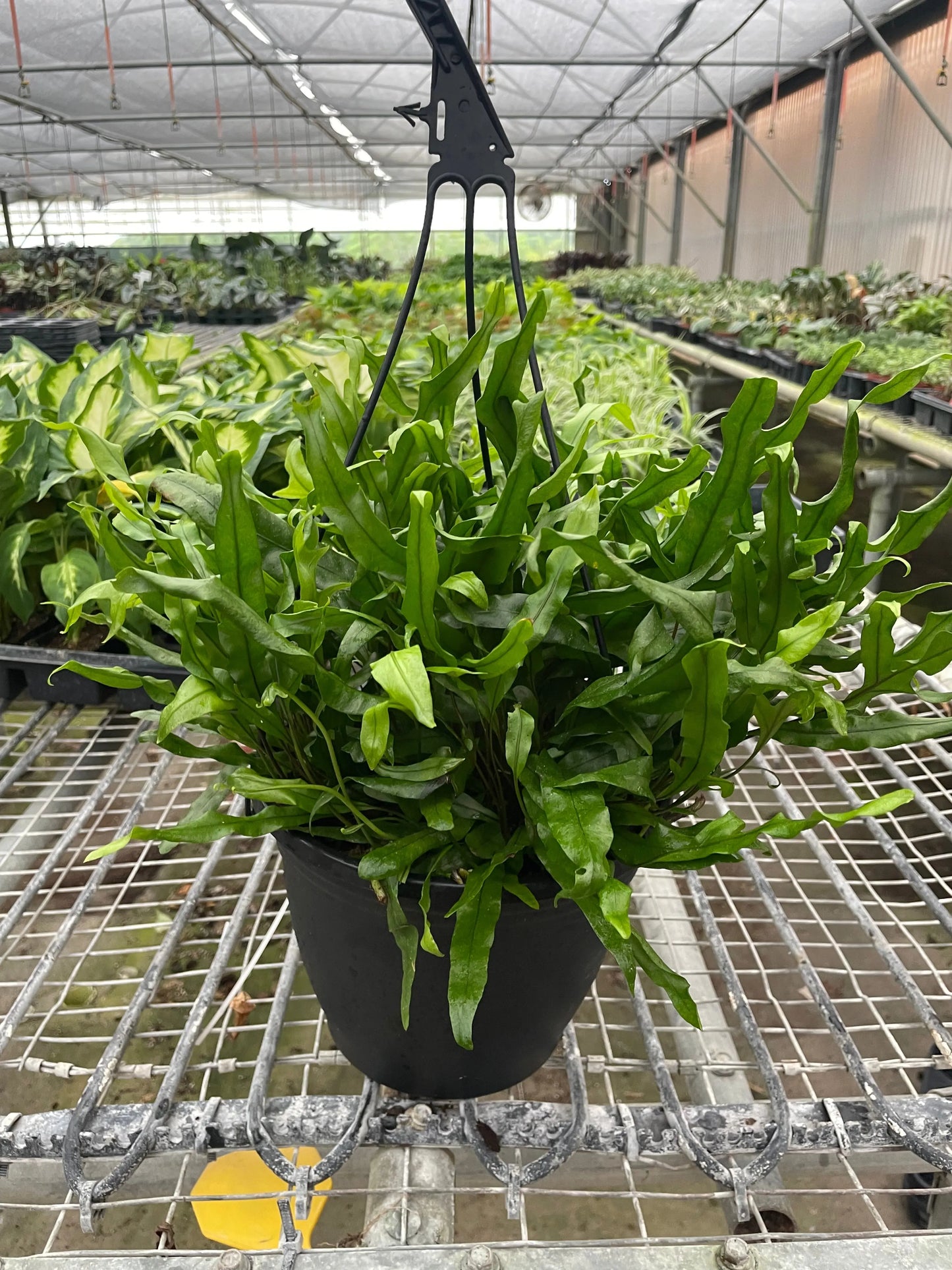 Fern 'Kangaroo Paw' House Plant Dropship Botani Haven