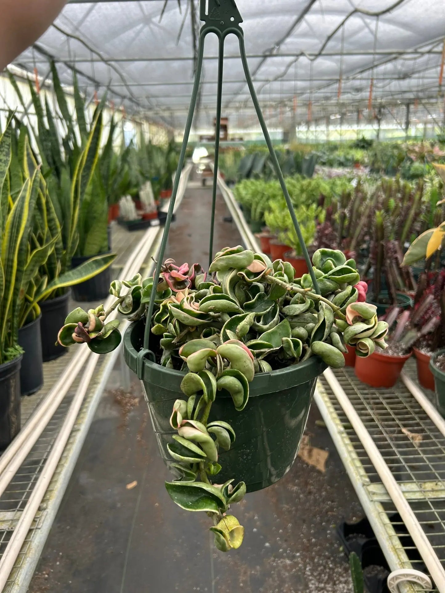 Hoya 'Rope Plant' Variegated House Plant Dropship Botani Haven