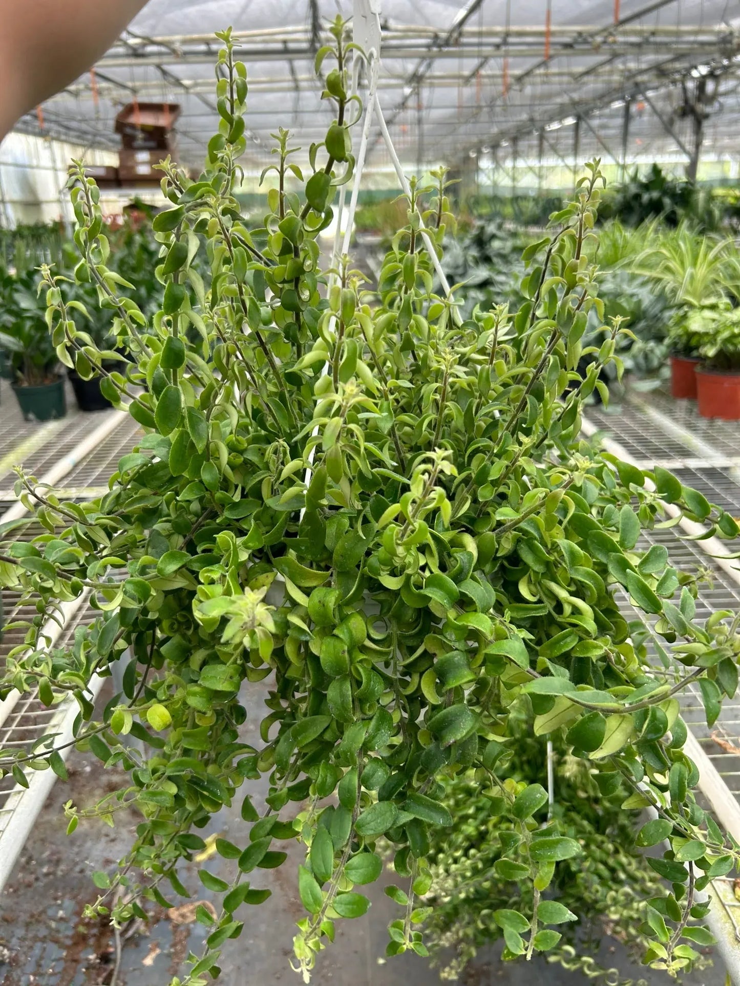 Curly Lipstick Plant House Plant Dropship Botani Haven
