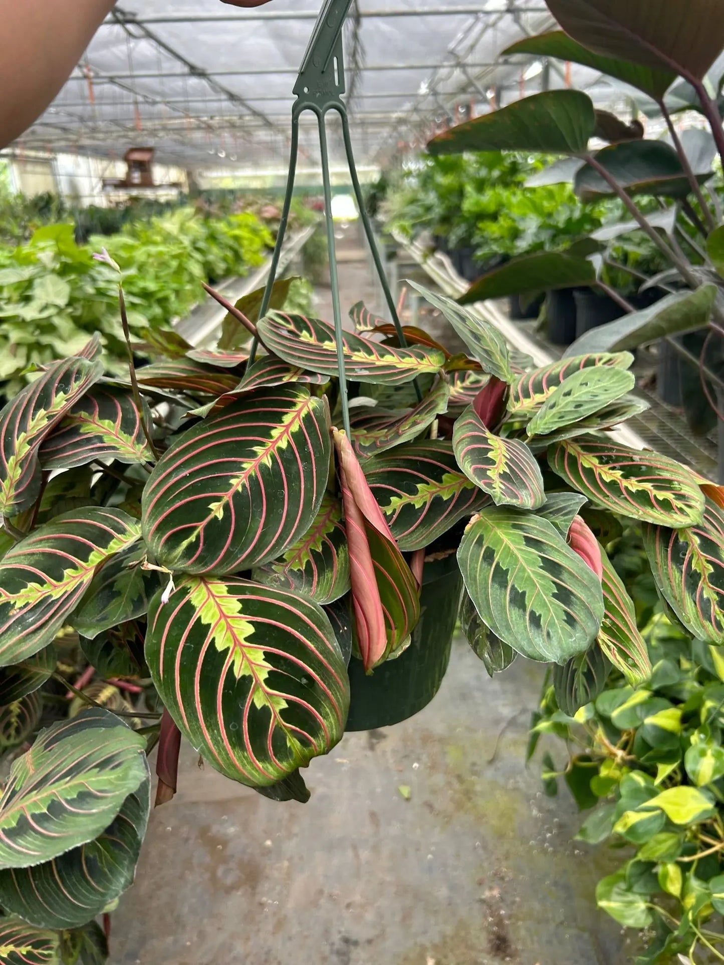 Maranta 'Red Prayer' House Plant Dropship Botani Haven