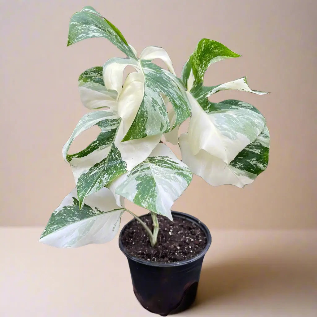 Monstera 'Albo Borsigiana Variegated' House Plant Dropship Botani Haven
