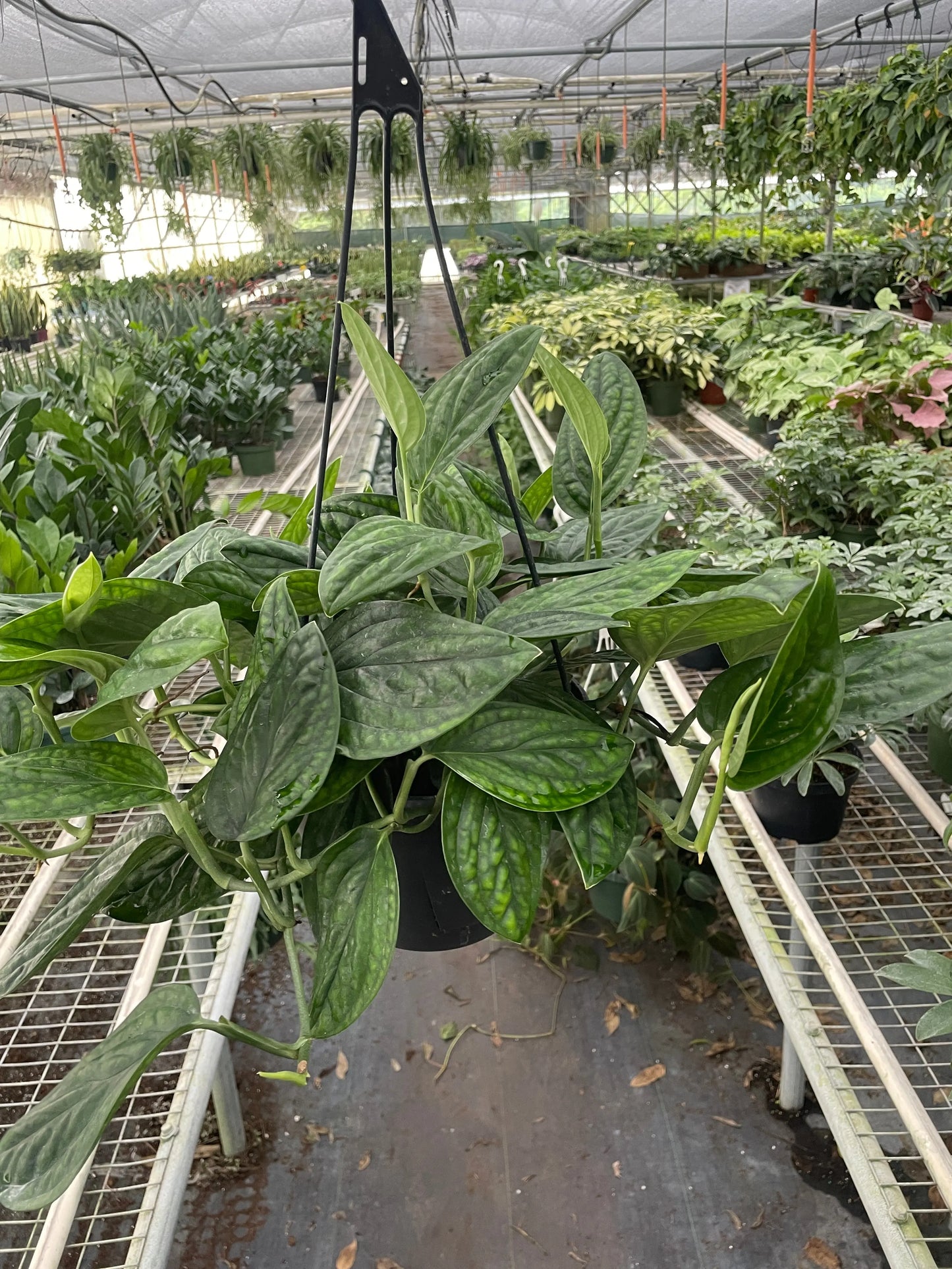 Monstera 'Peru' House Plant Dropship Botani Haven