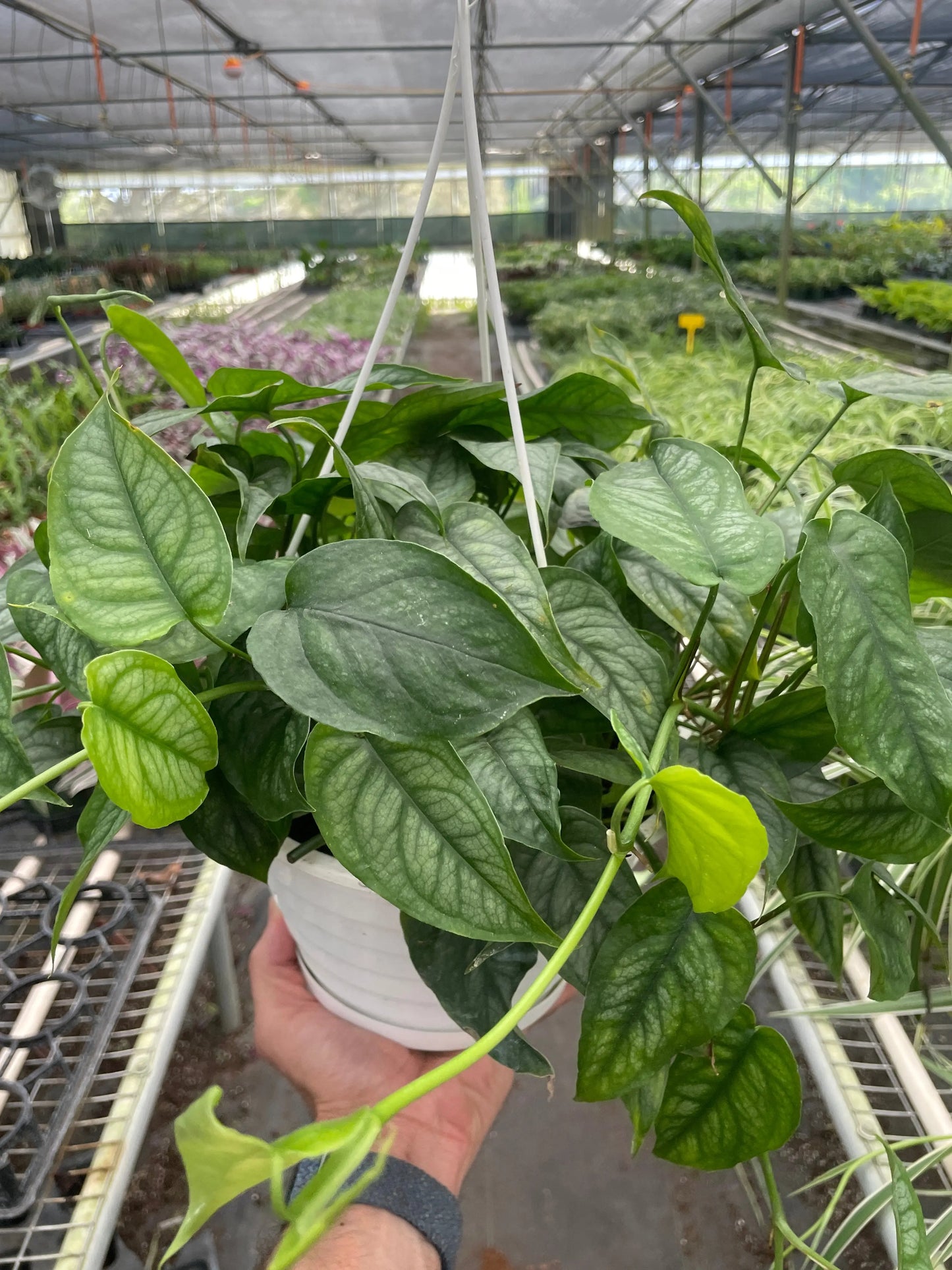 Monstera 'Siltepecana' House Plant Dropship Botani Haven
