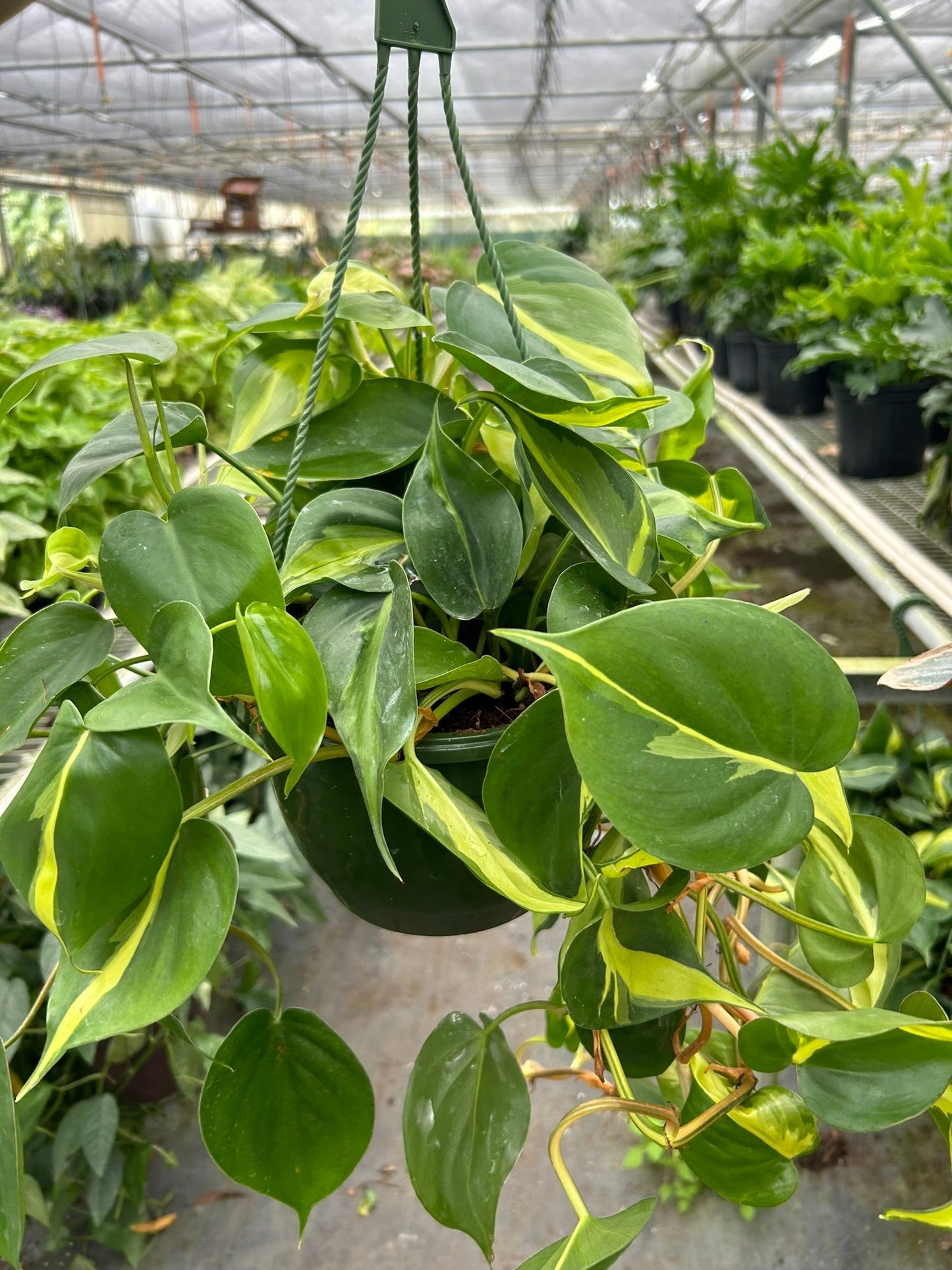 Philodendron 'Brasil' House Plant Dropship Botani Haven