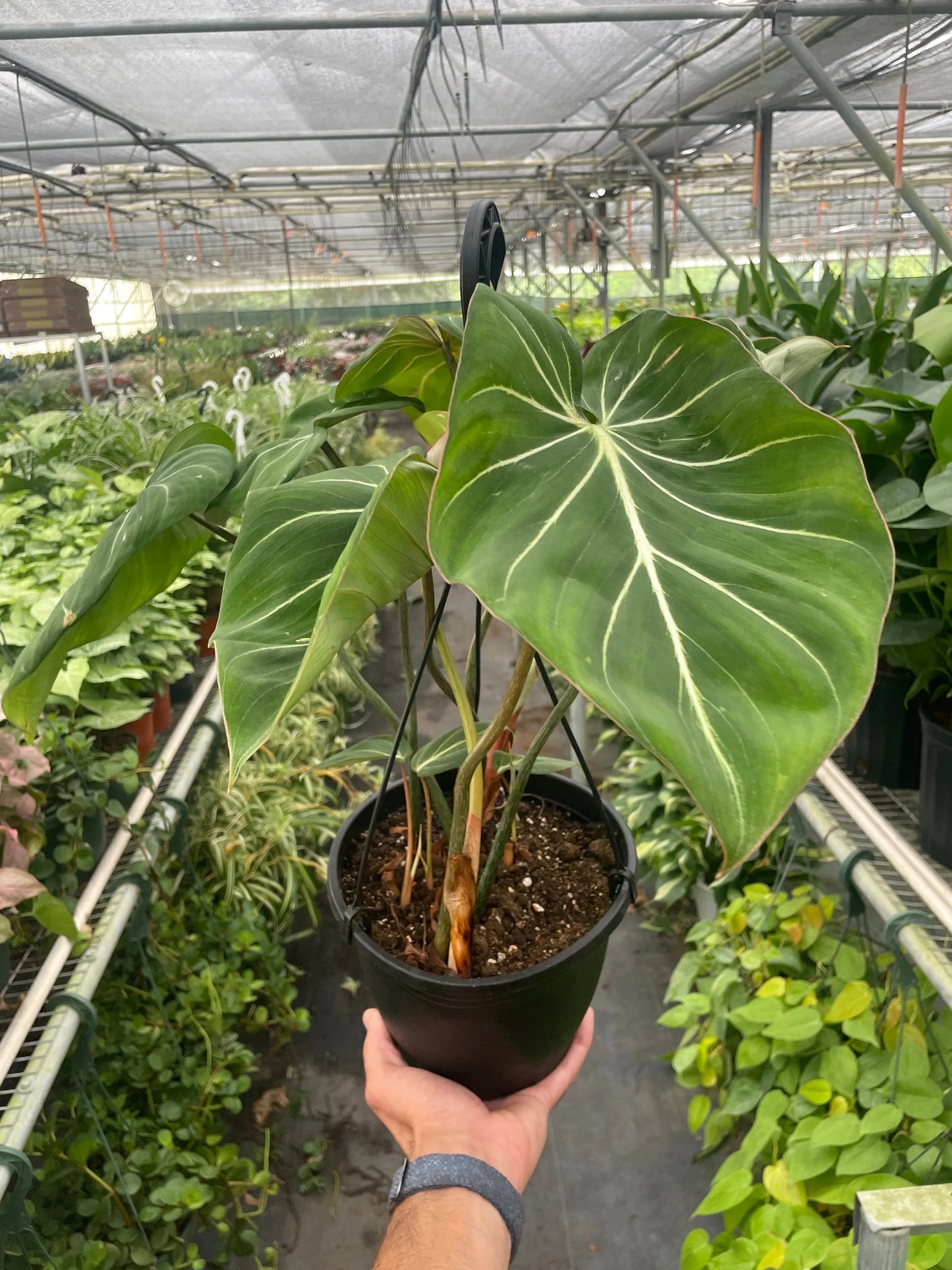 Philodendron 'Gloriosum' House Plant Dropship Botani Haven
