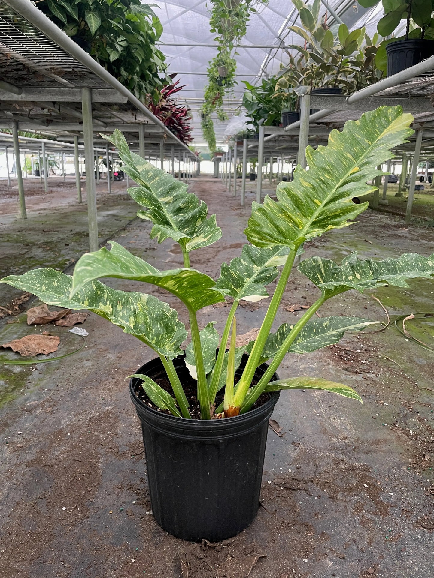 Philodendron 'Ring of Fire Variegated' House Plant Dropship Botani Haven