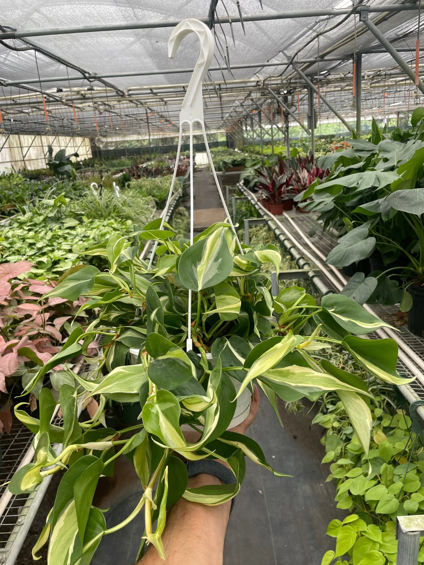 Philodendron 'Silver Stripe' House Plant Dropship Botani Haven