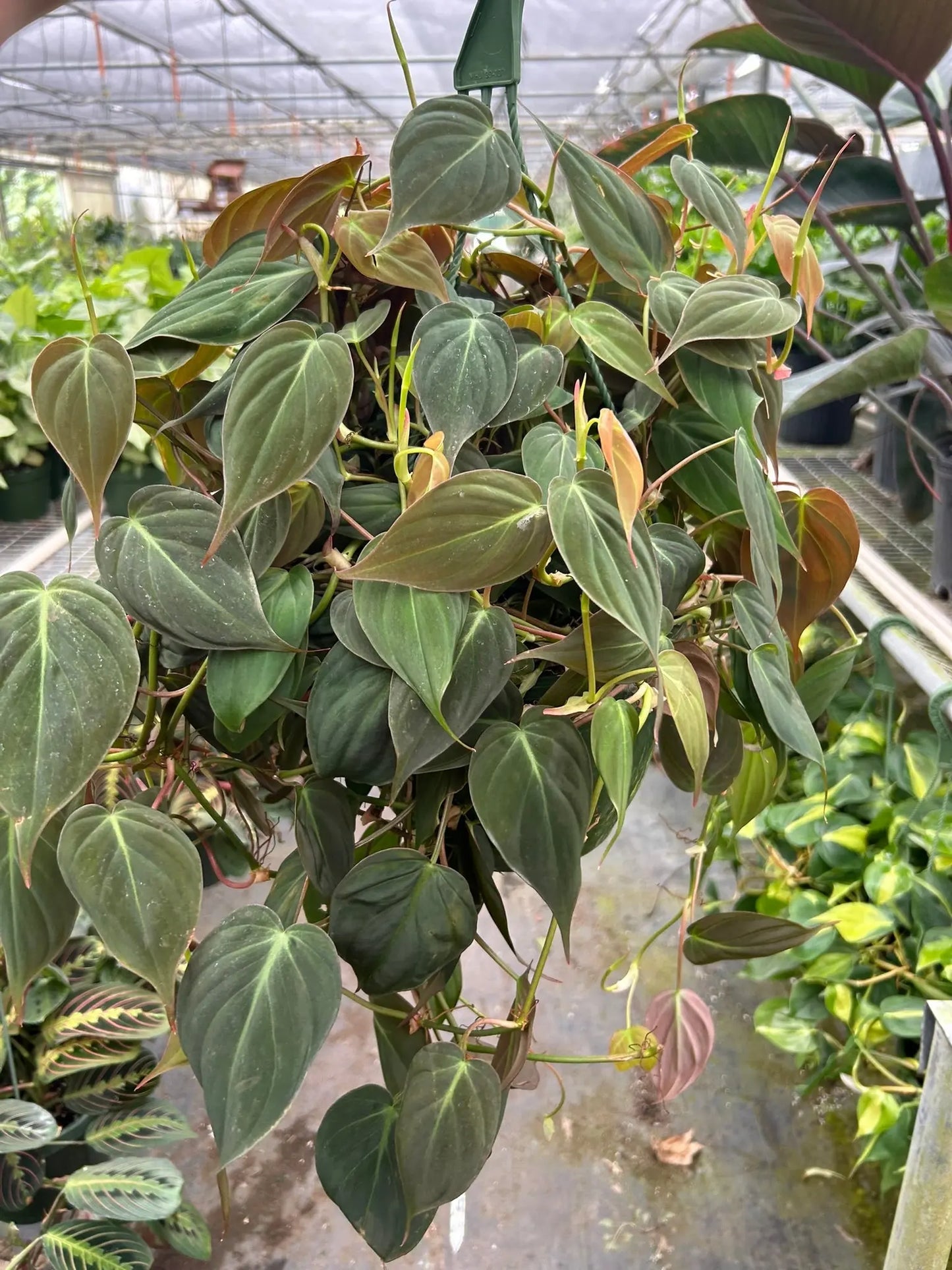 Philodendron 'Velvet' House Plant Dropship Botani Haven