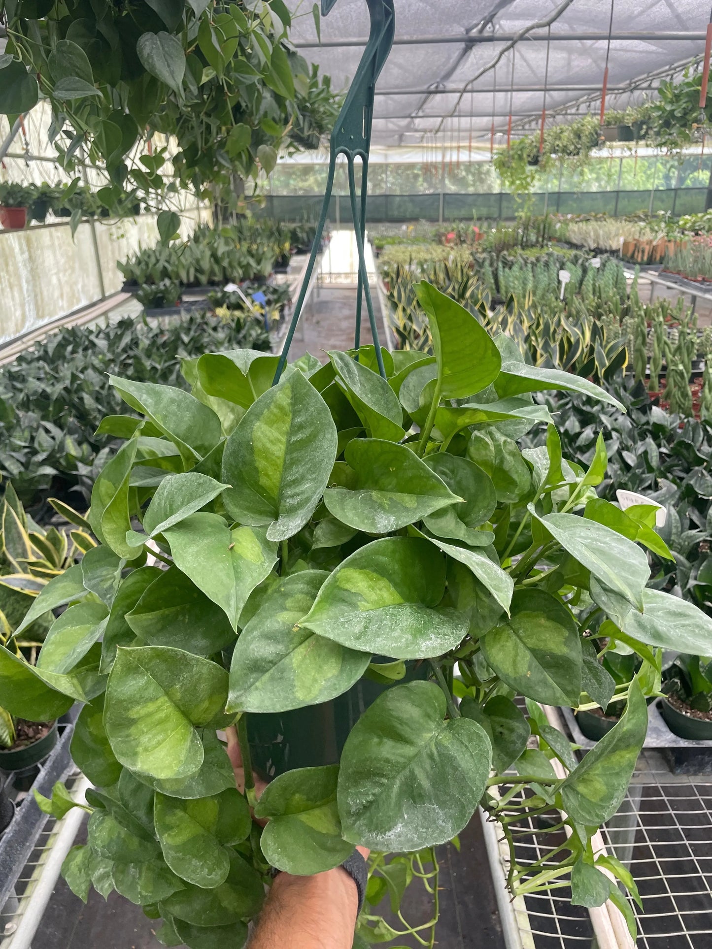 Pothos 'Global Green' House Plant Dropship Botani Haven
