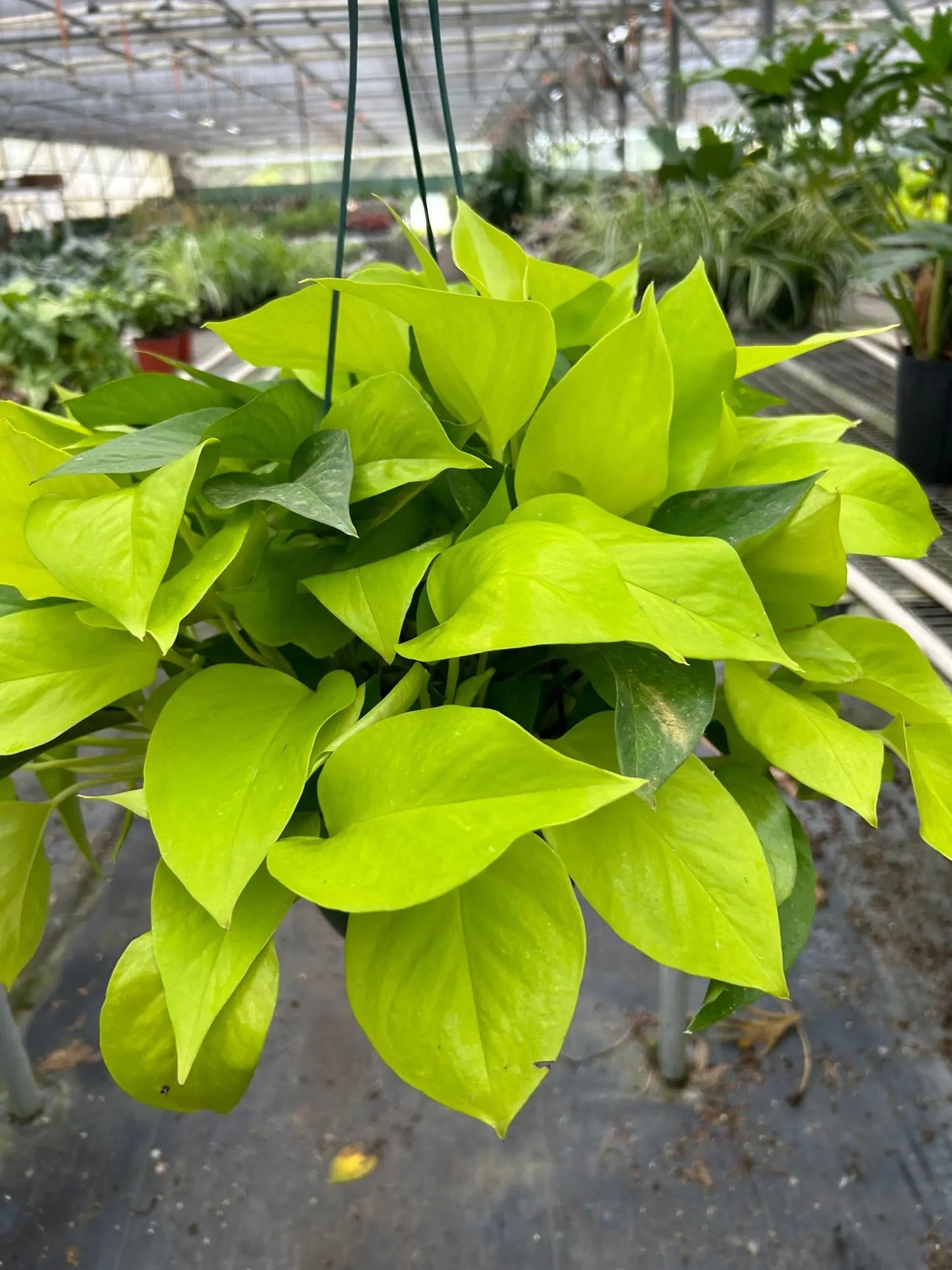 Pothos 'Neon' House Plant Dropship Botani Haven
