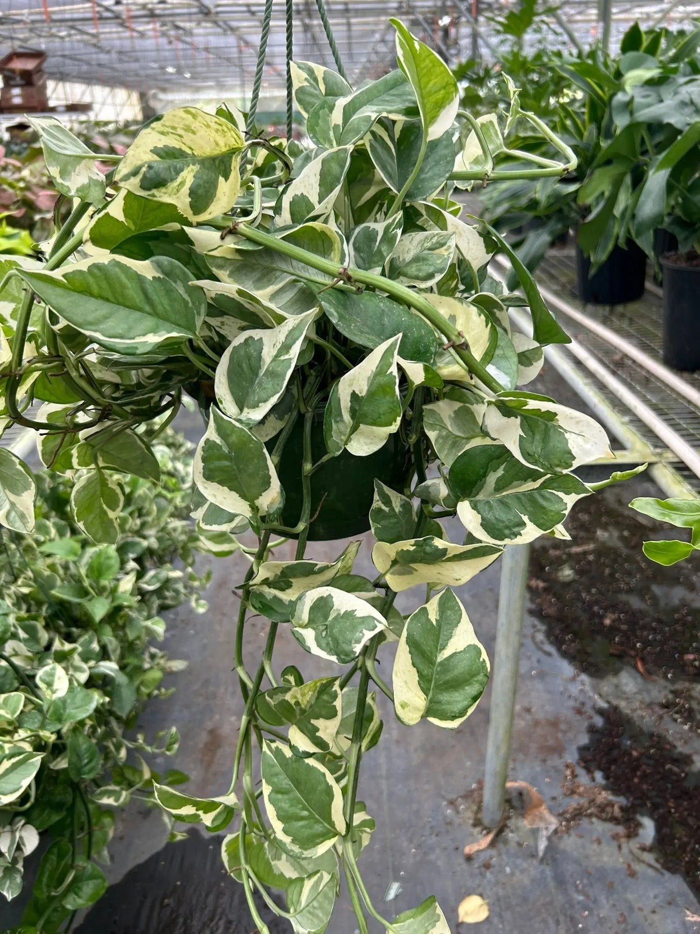 Pothos 'N'joy' House Plant Dropship Botani Haven