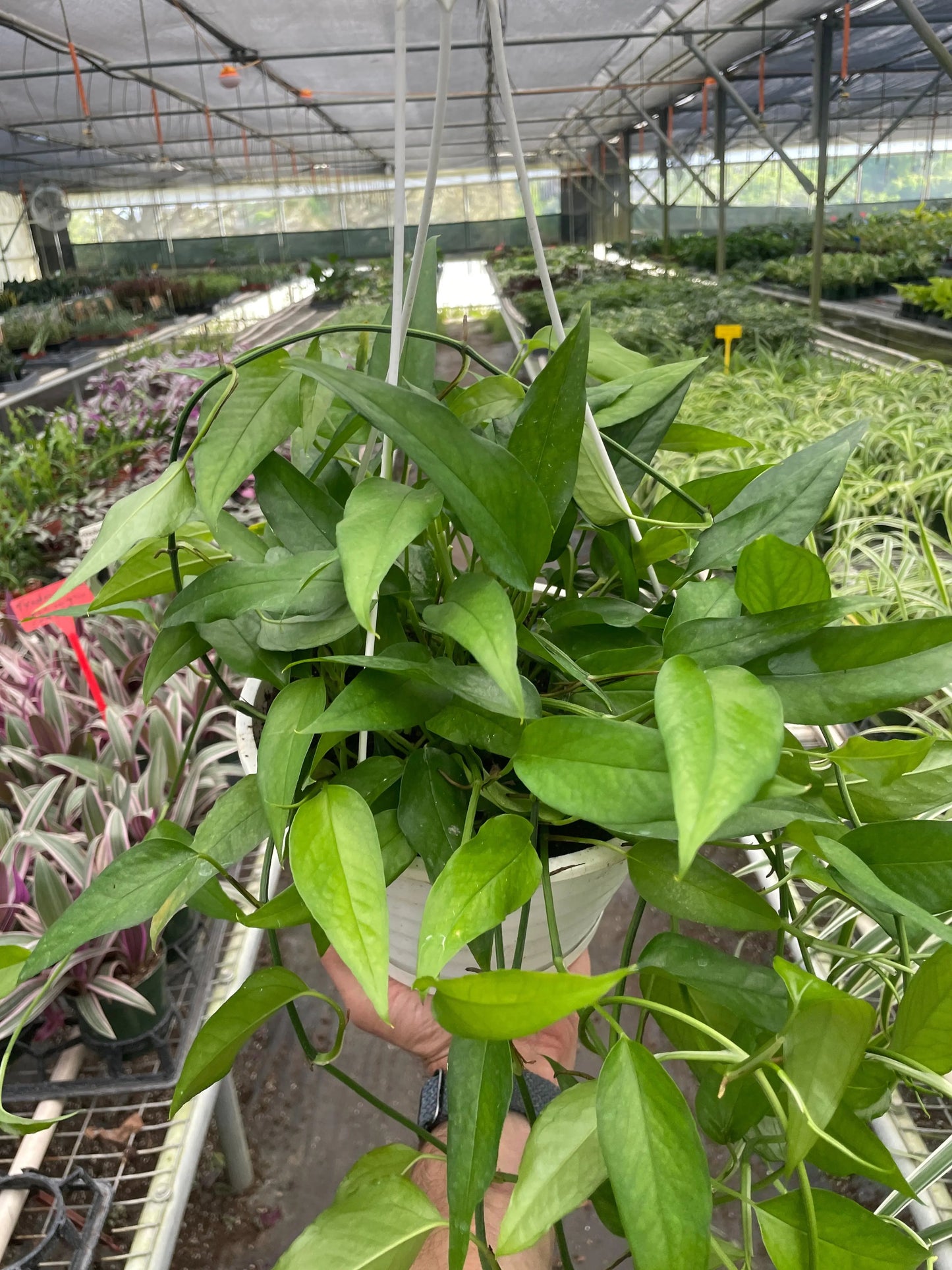Pothos 'Skeleton Key' House Plant Dropship Botani Haven