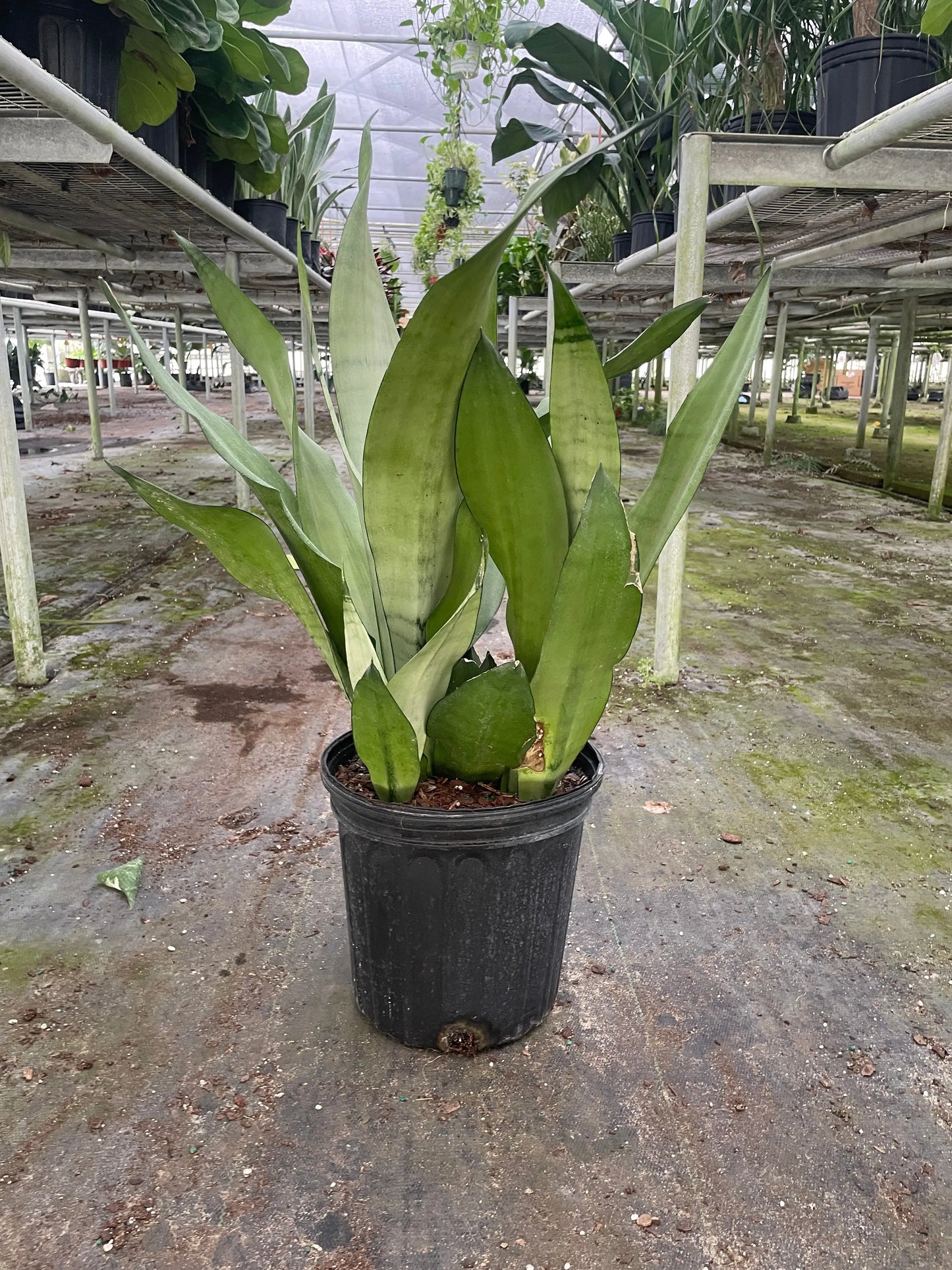 Snake Plant 'Moonshine' House Plant Dropship Botani Haven