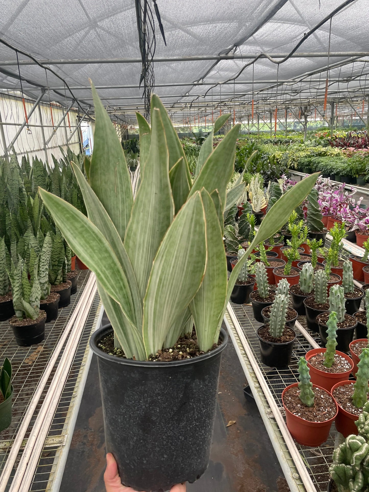 Snake Plant 'Sayuri' House Plant Dropship Botani Haven