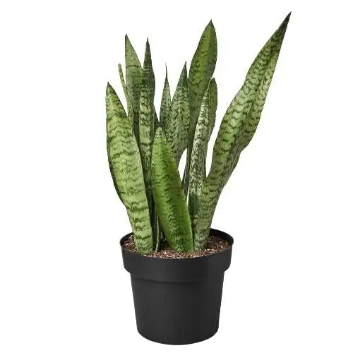Snake Plant 'Zeylanica' House Plant Dropship Botani Haven