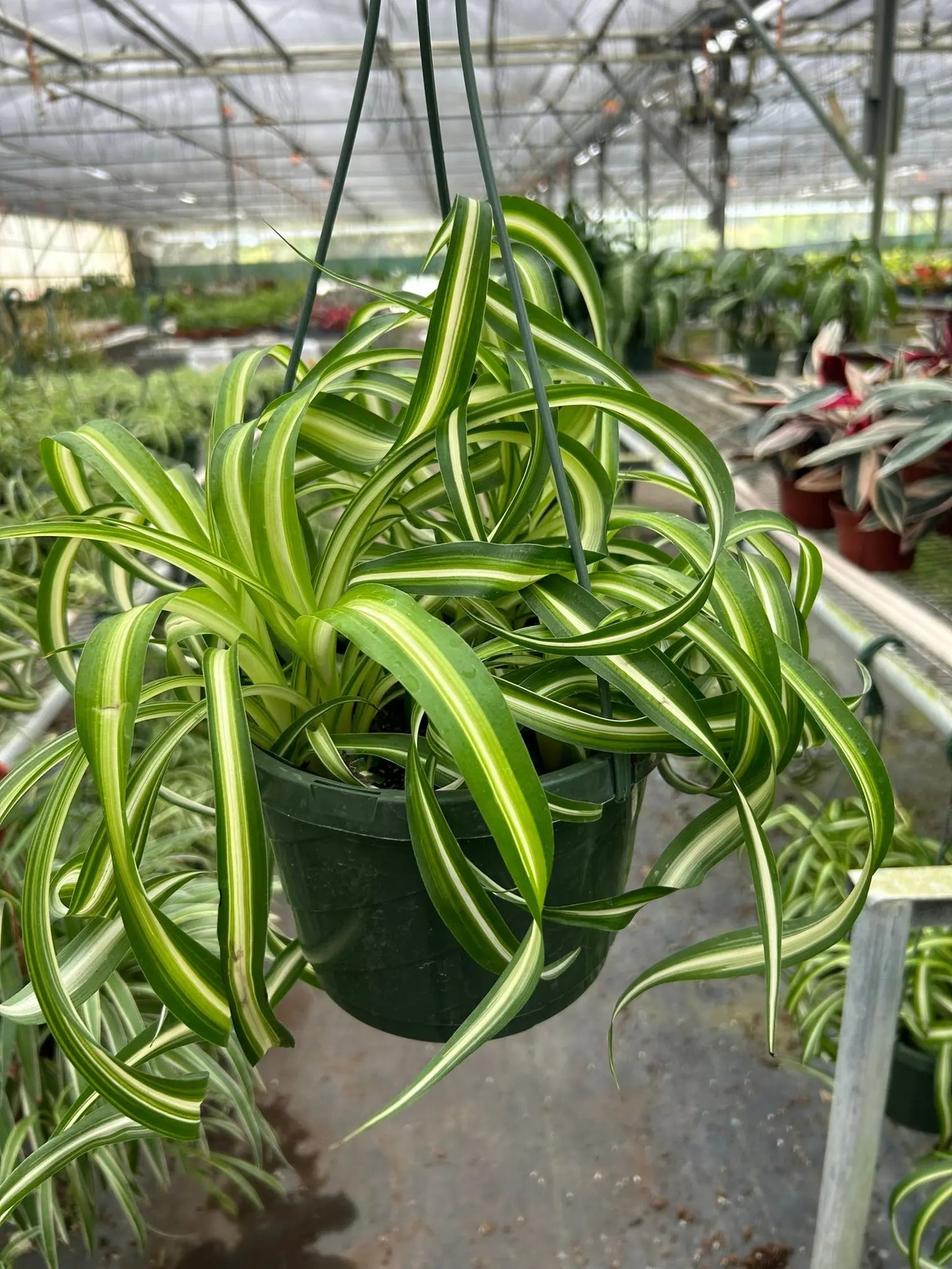 Spider Plant 'Bonnie' House Plant Dropship Botani Haven