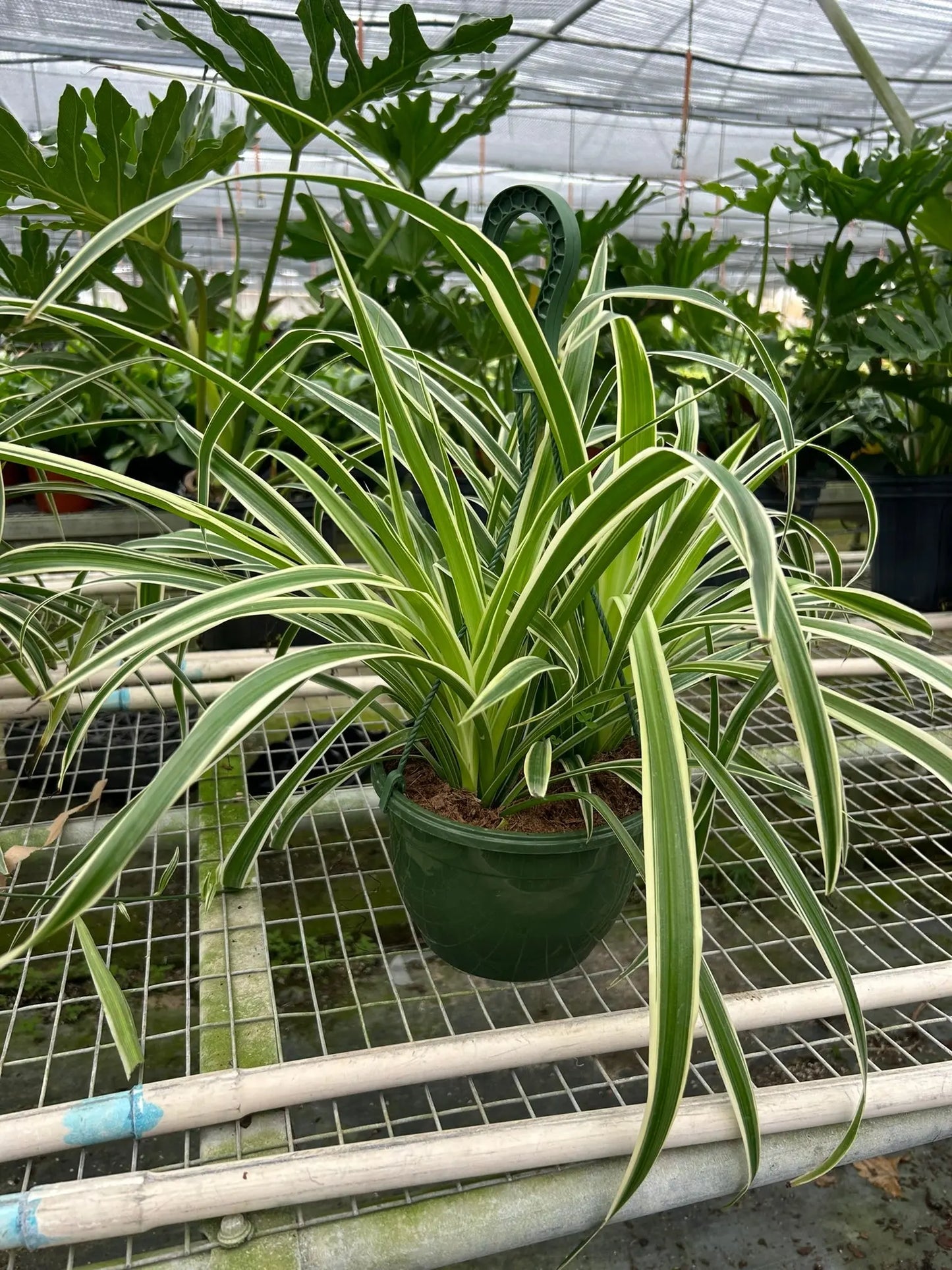 Spider Plant 'Reverse' House Plant Dropship Botani Haven