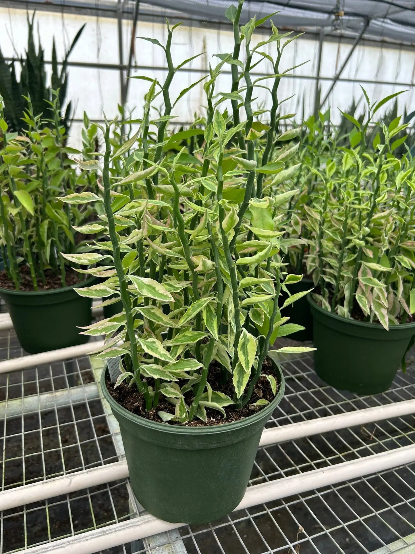 Euphorbia 'Variegated Devil's Backbone' House Plant Dropship Botani Haven